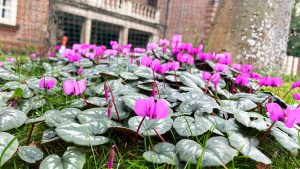 The vibrant pink flowers of Cyclamen coum, which are nestled at the base of a maple tree on the quadrangle