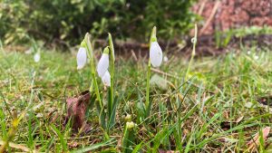3 small snowdrops open on the chapel lawn