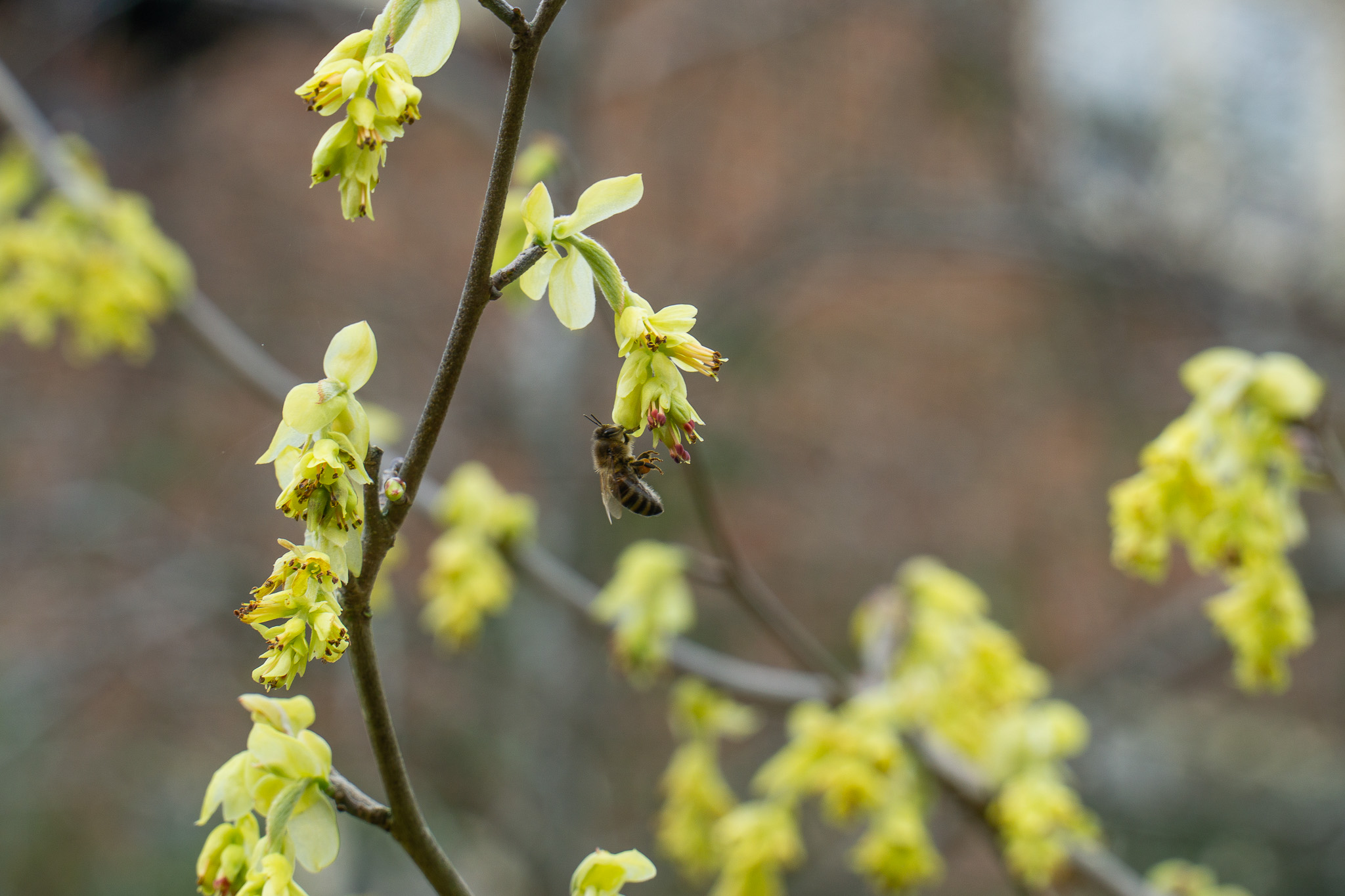 A newly awakened honeybee in March enjoying a snack from Somerville's buttercup hazel