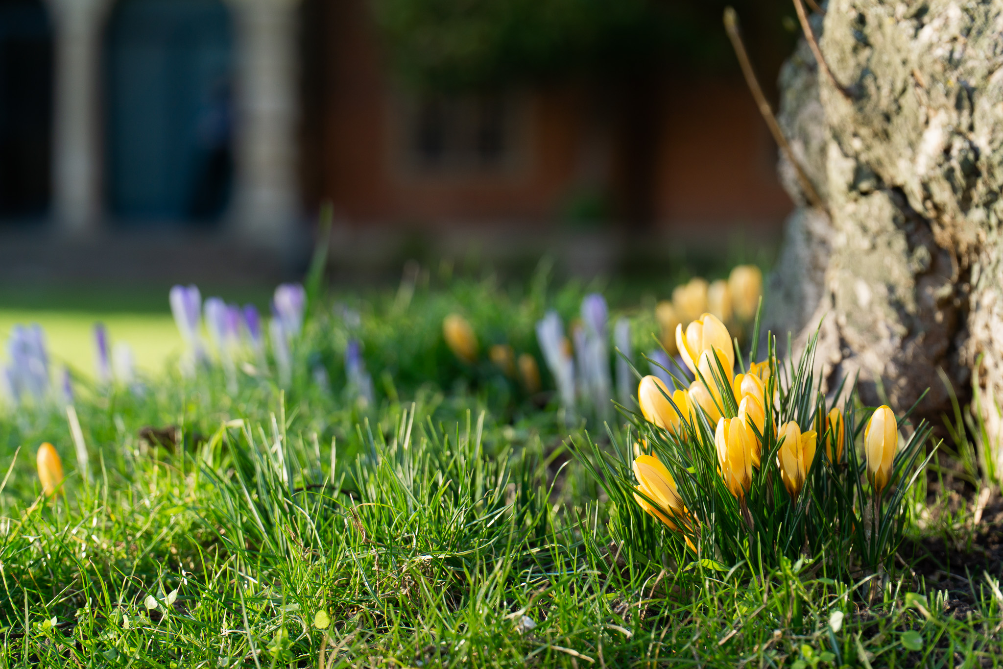Garden Photo flowers spring