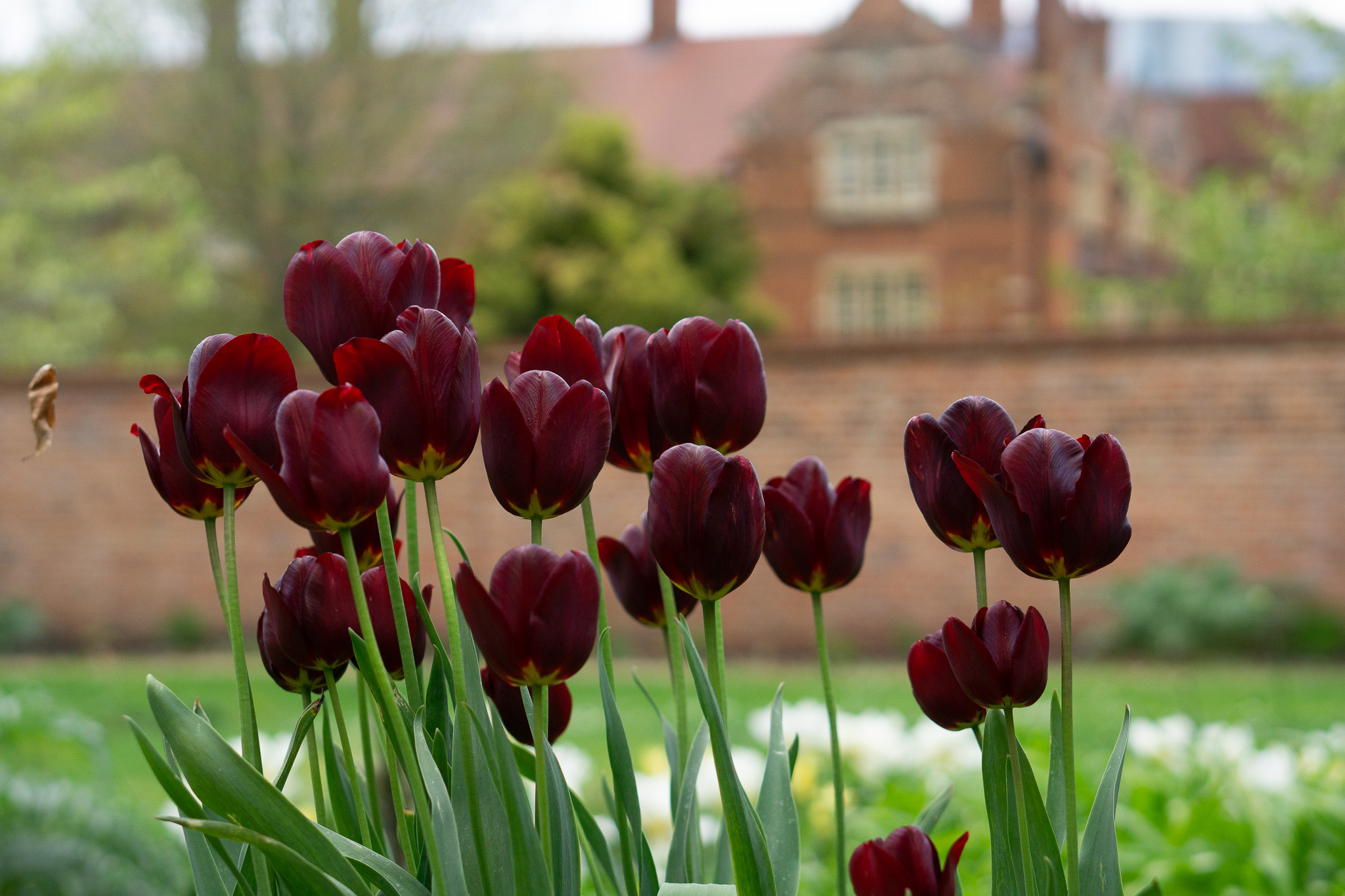 Ronaldo Tulip flwoers garden