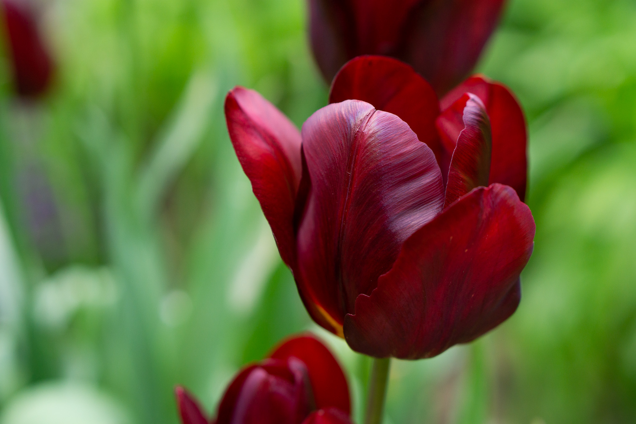 Tulip garden flowers 6