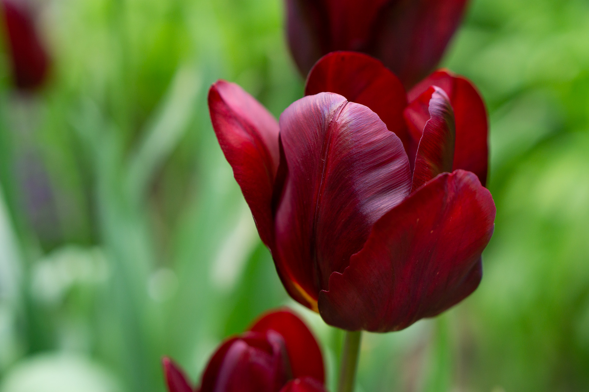 Tulip garden flowers 6