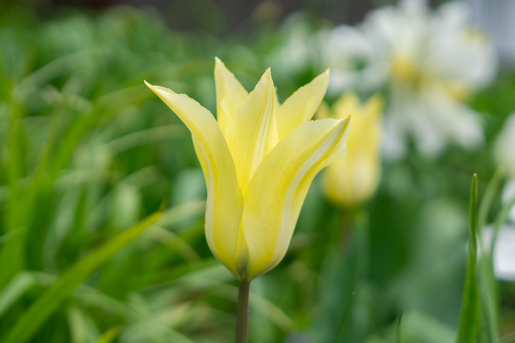 A Cairo tulip