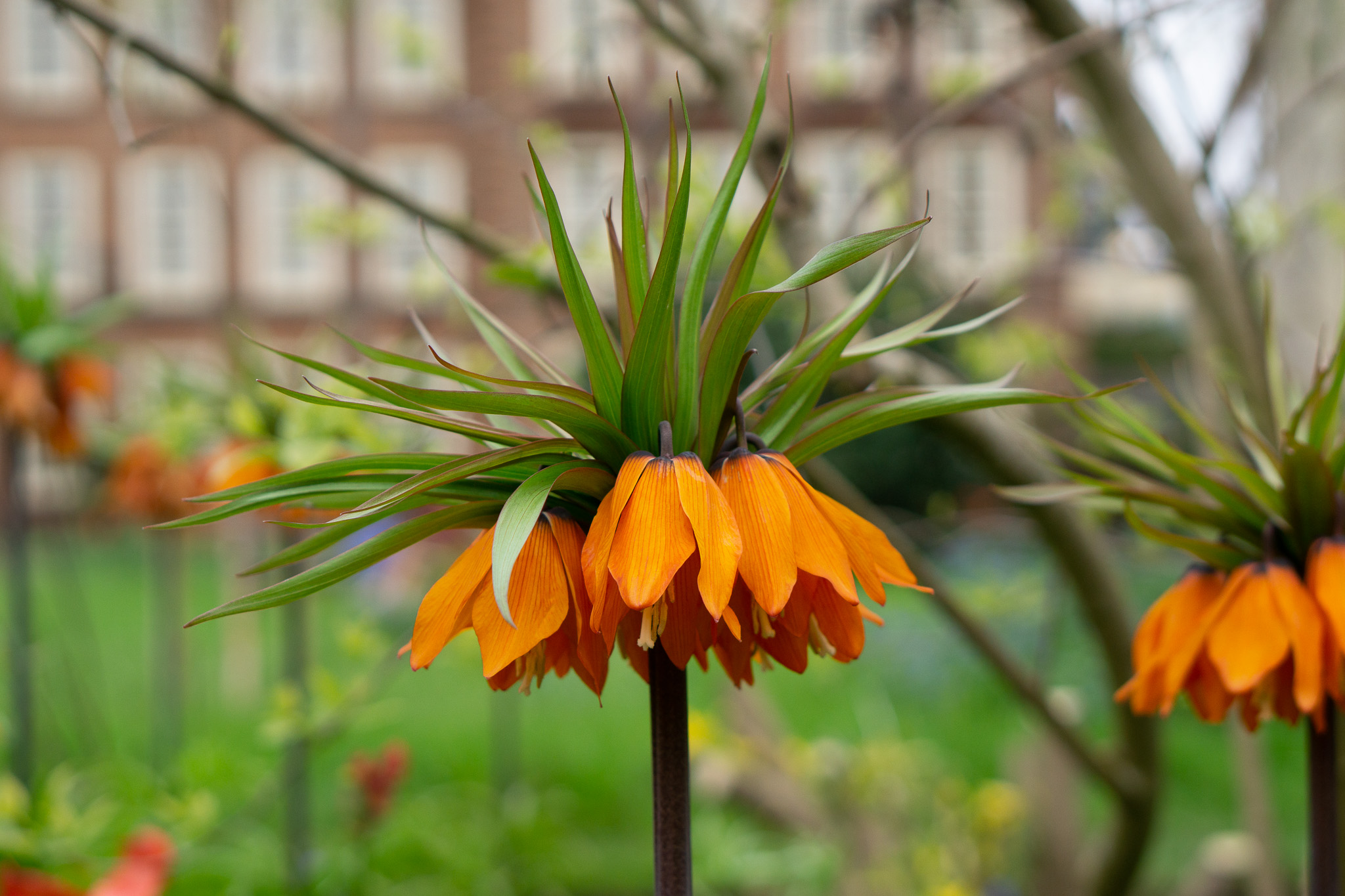 Imperial Fritillaries are in flower by the Chapel. Their blooms face downward to protect the pollen from the weather.