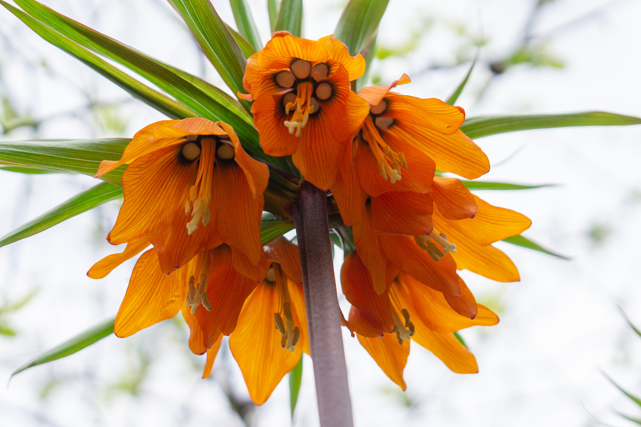 Imperial Fritillaries 1 gardens flower