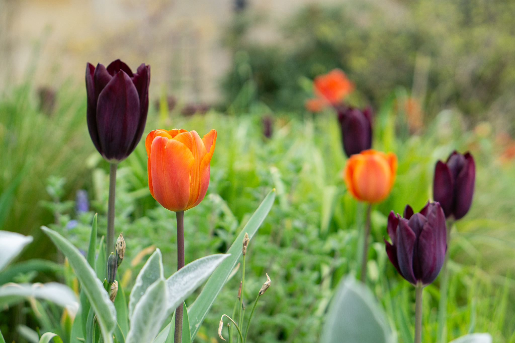 Tulip garden flowers 5