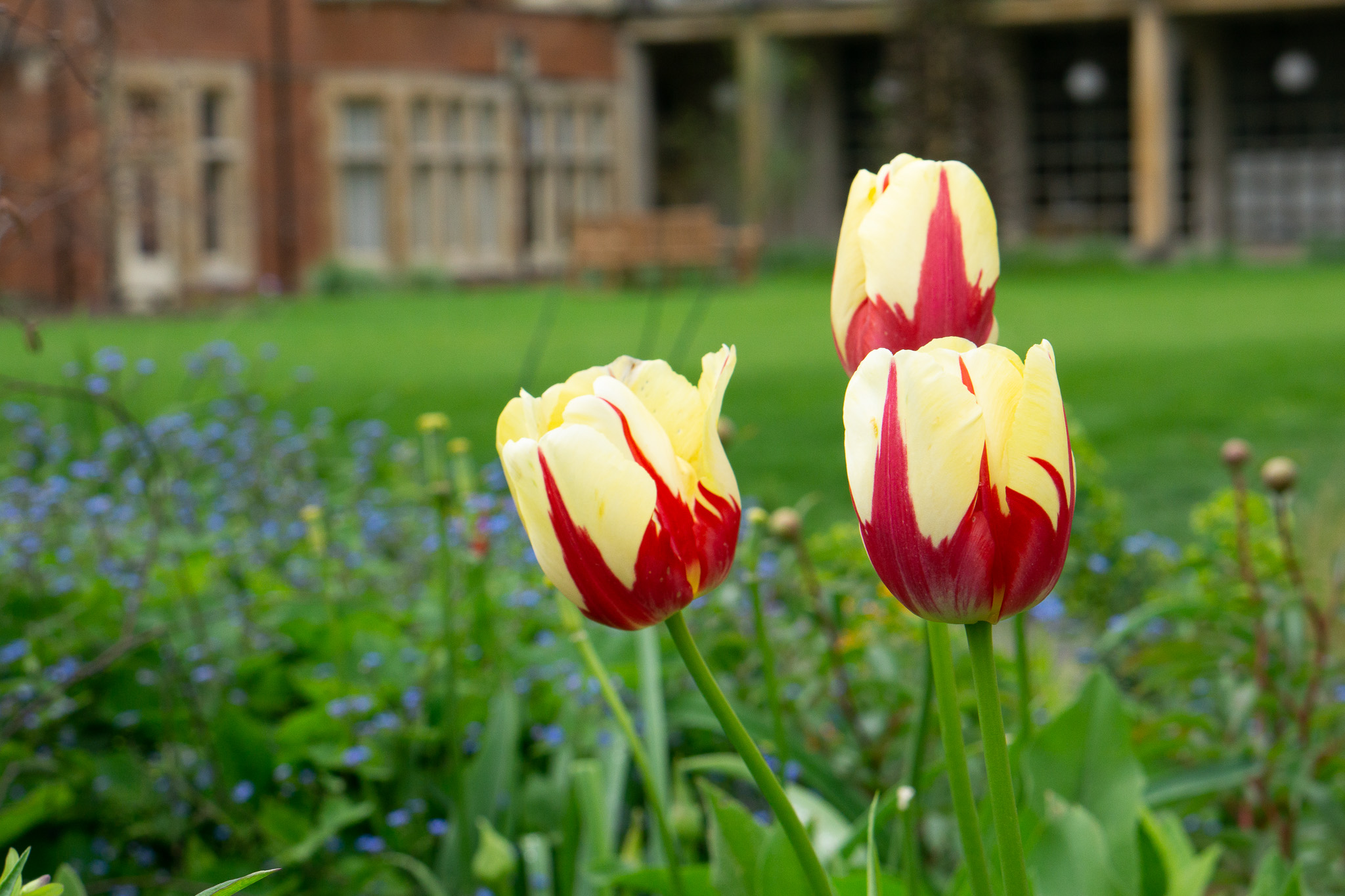 Tulip garden flowers 2