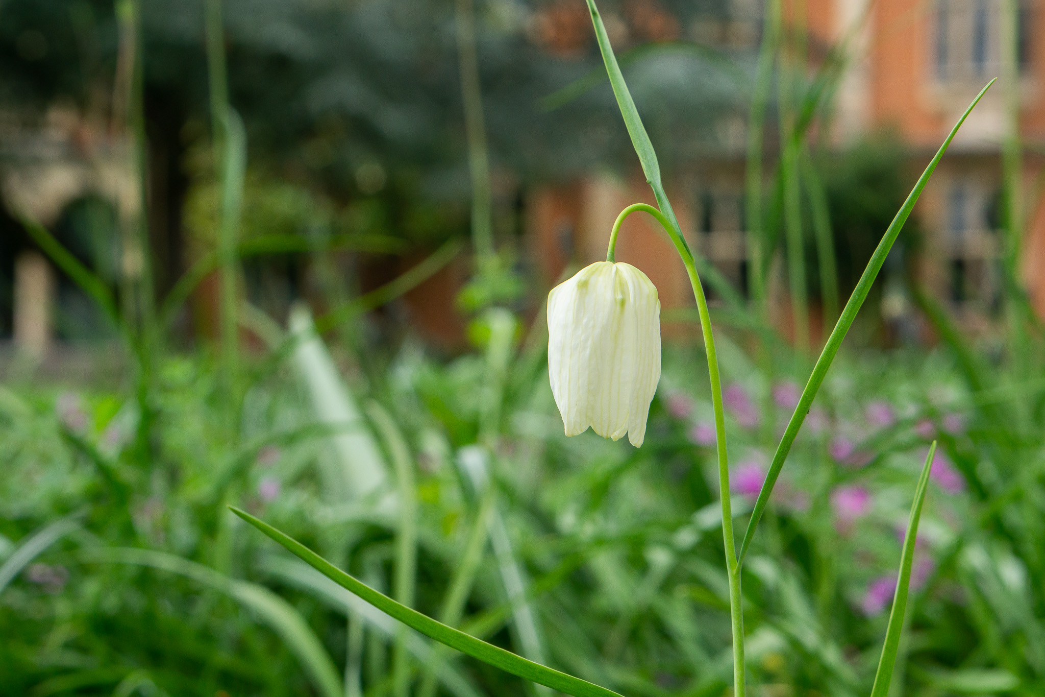 Fritillary garden flower