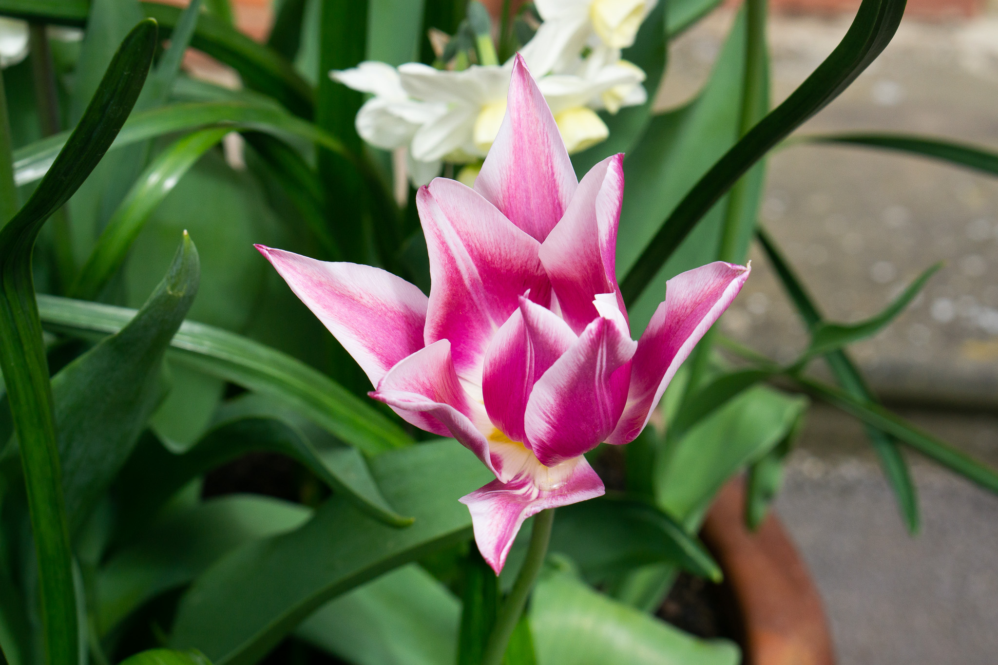 Tulip garden flowers 3