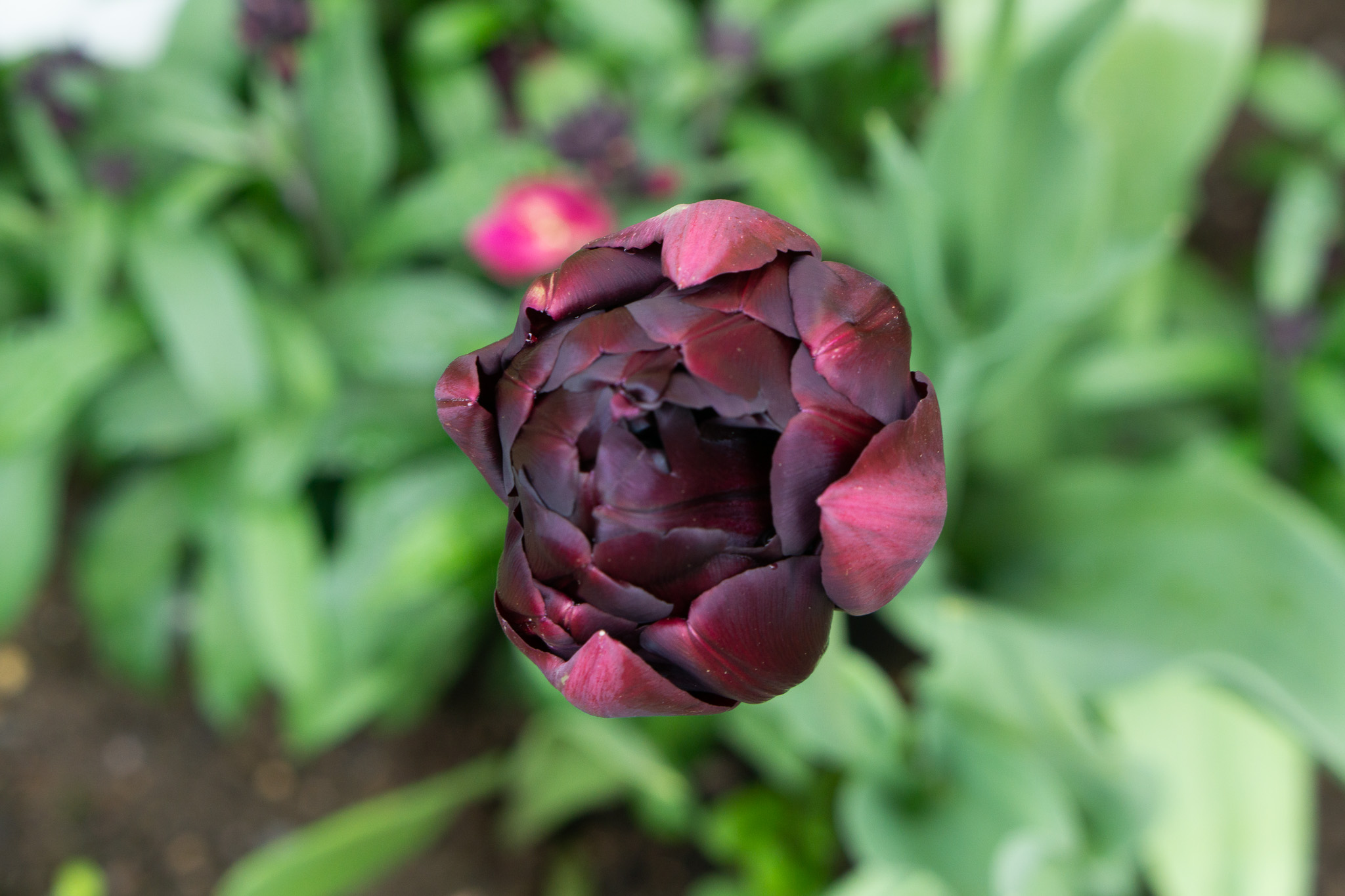 Tulip black hero garden flower