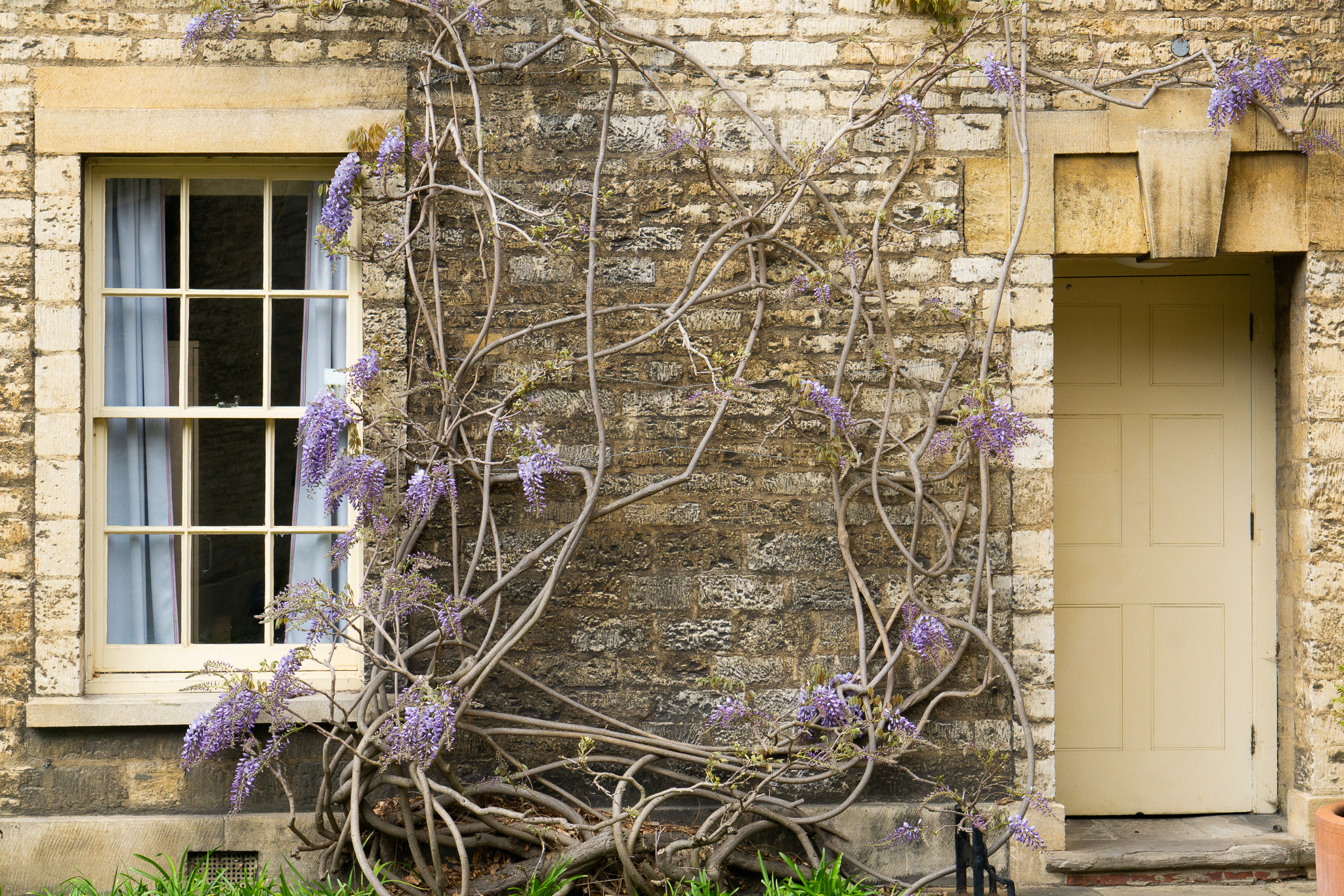 The Wisteria in Darbishire has begun to flower this month
