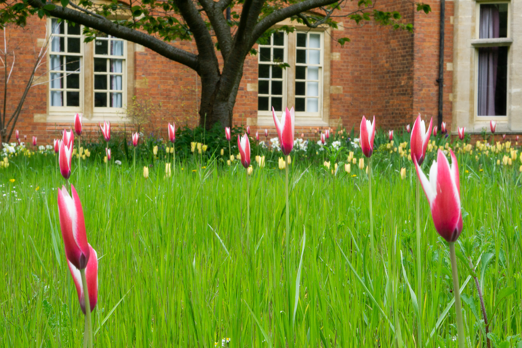 The Meadow area is enjoying a wild tulip display of its own, featuring pink and white peppermint tulips and yellow honky tonk tulips.