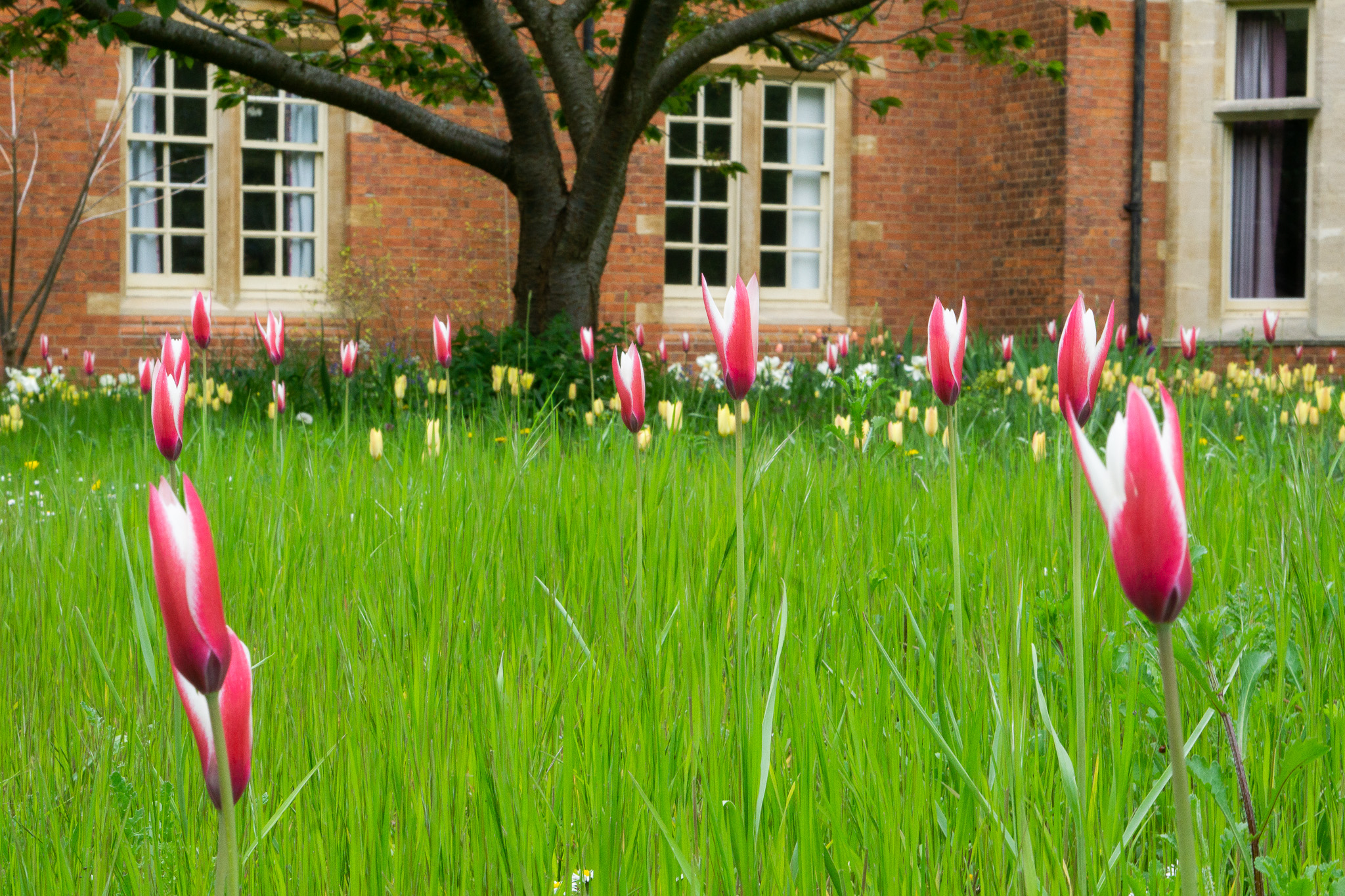 Meadow wild tulips garden flower