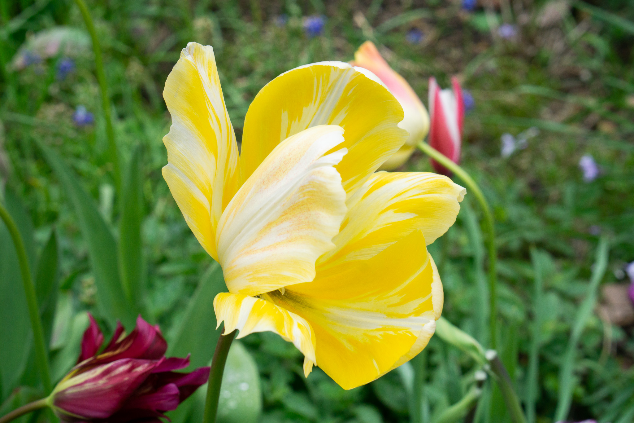 colour broken tulip garden flower