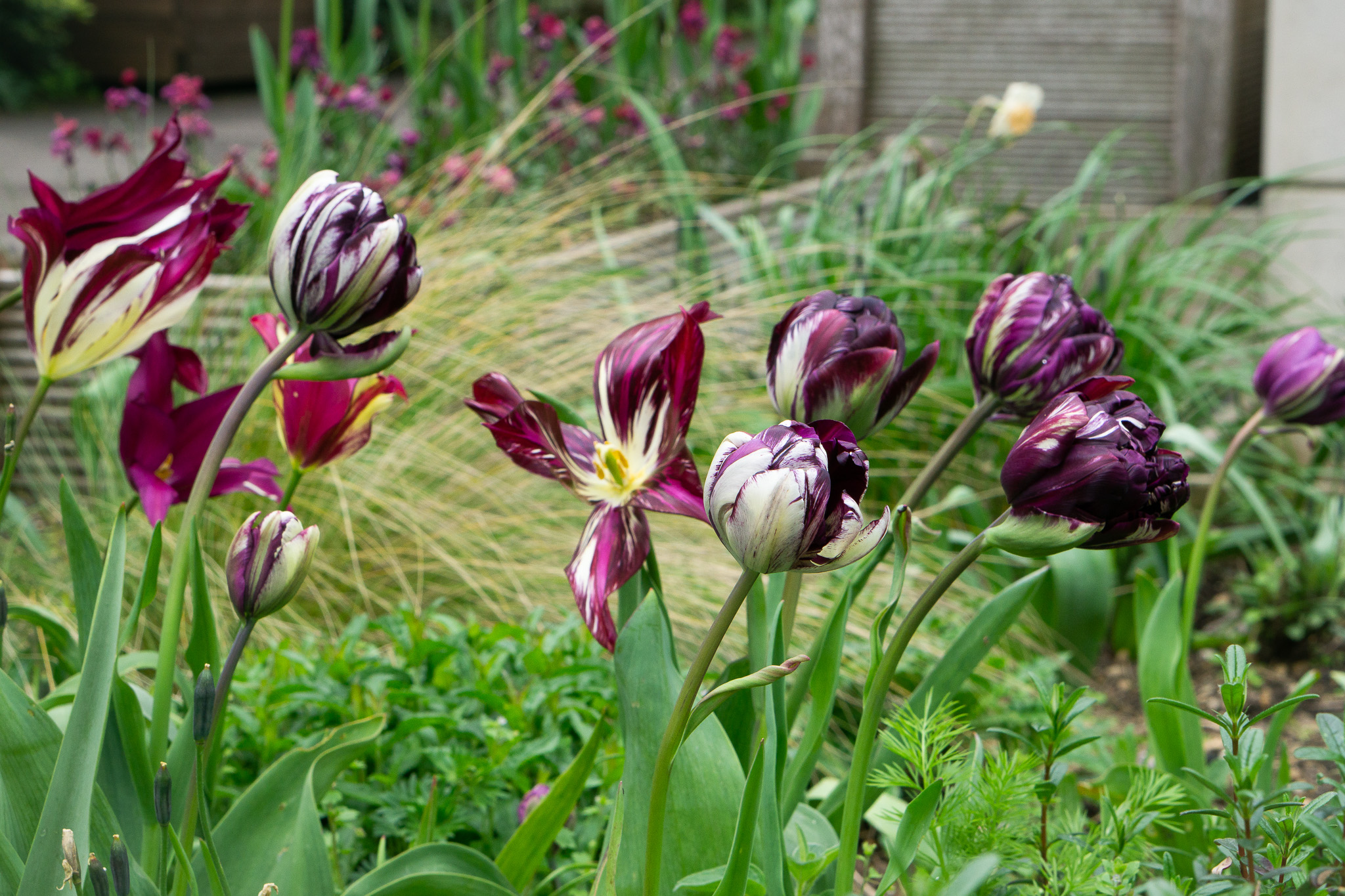 The White streaks of these tulips by the FAH are caused by the Tulip Breaking virus