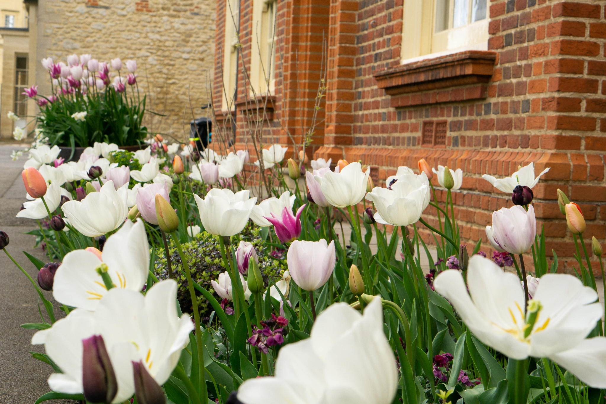 Tulips by the SCR