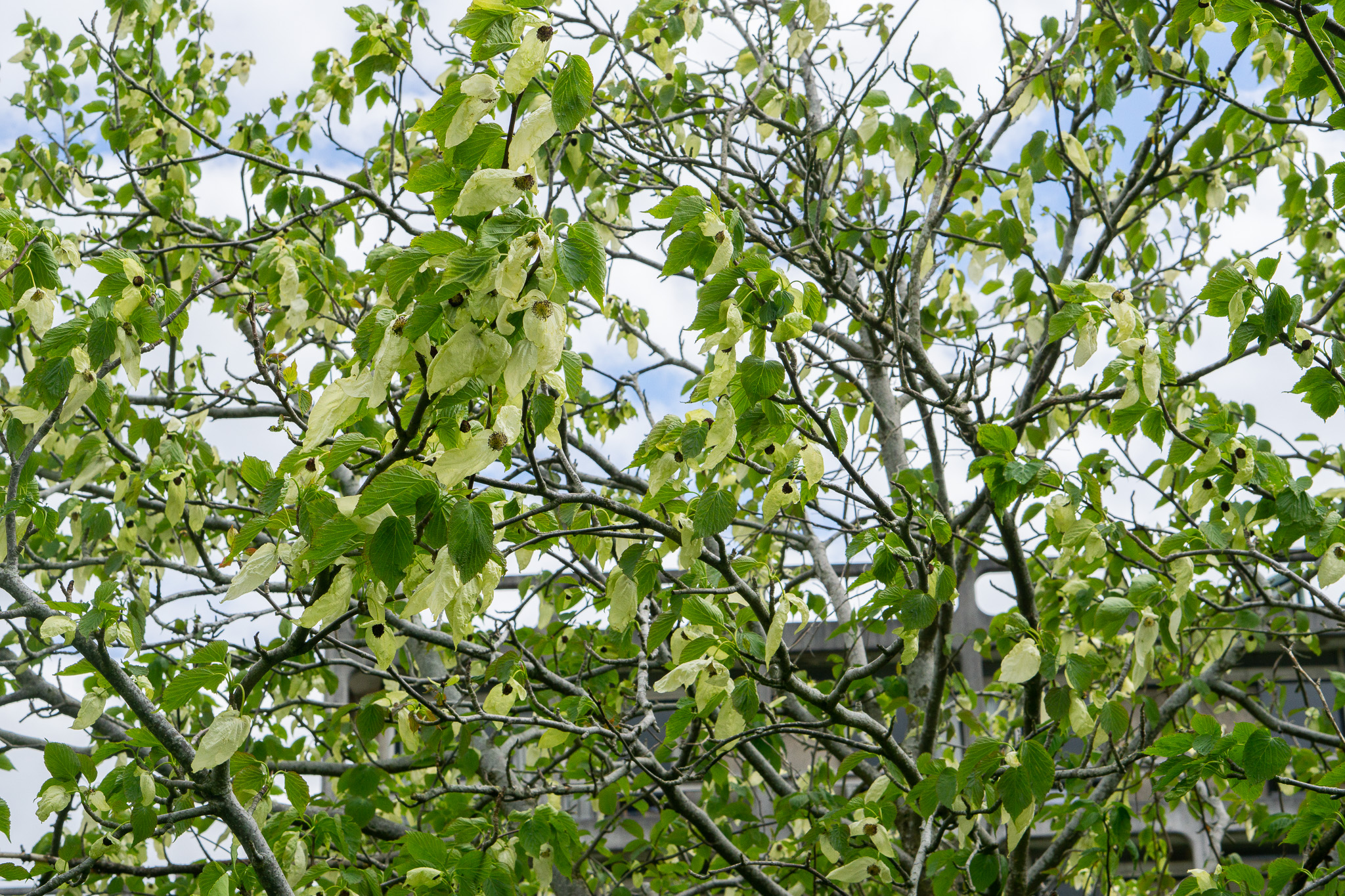 Davidia involucrata Handkerchief Tree garden flower