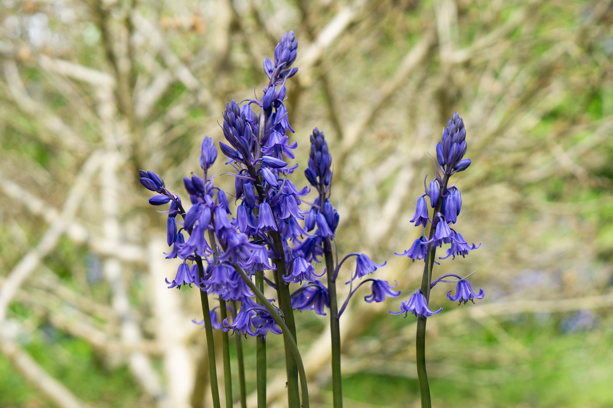 Spanish bluebells by the MTC