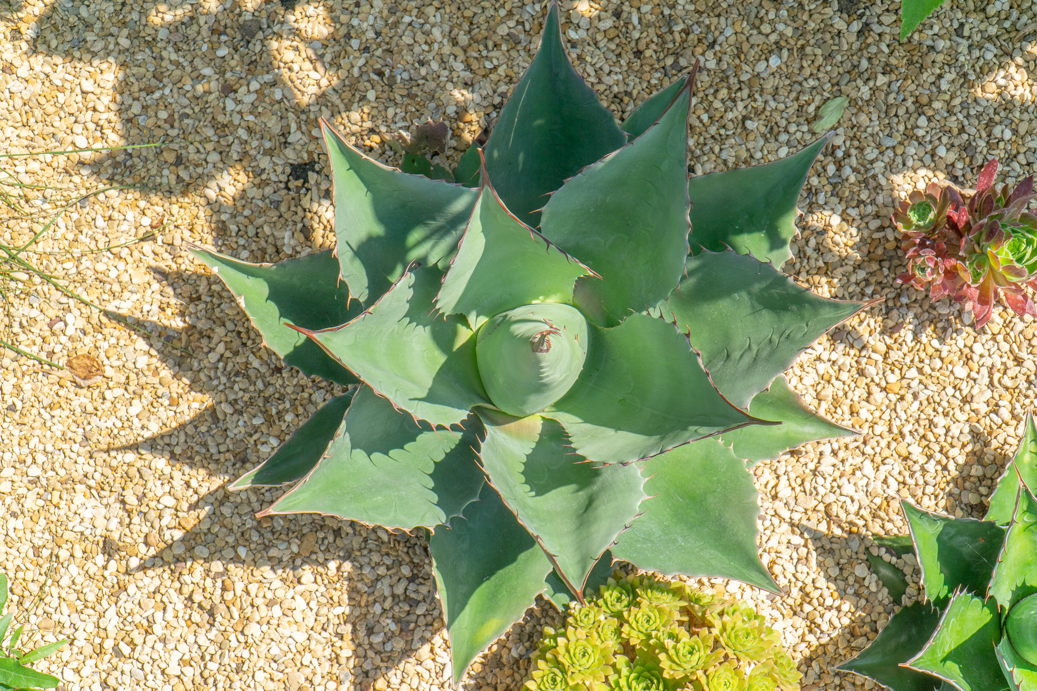 Agave Garden june 2023