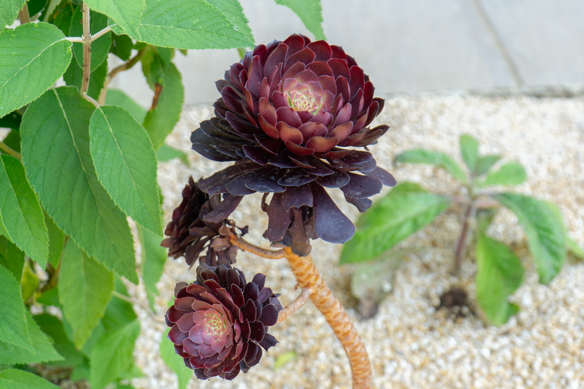Aeonium Garden 2023 arid 2