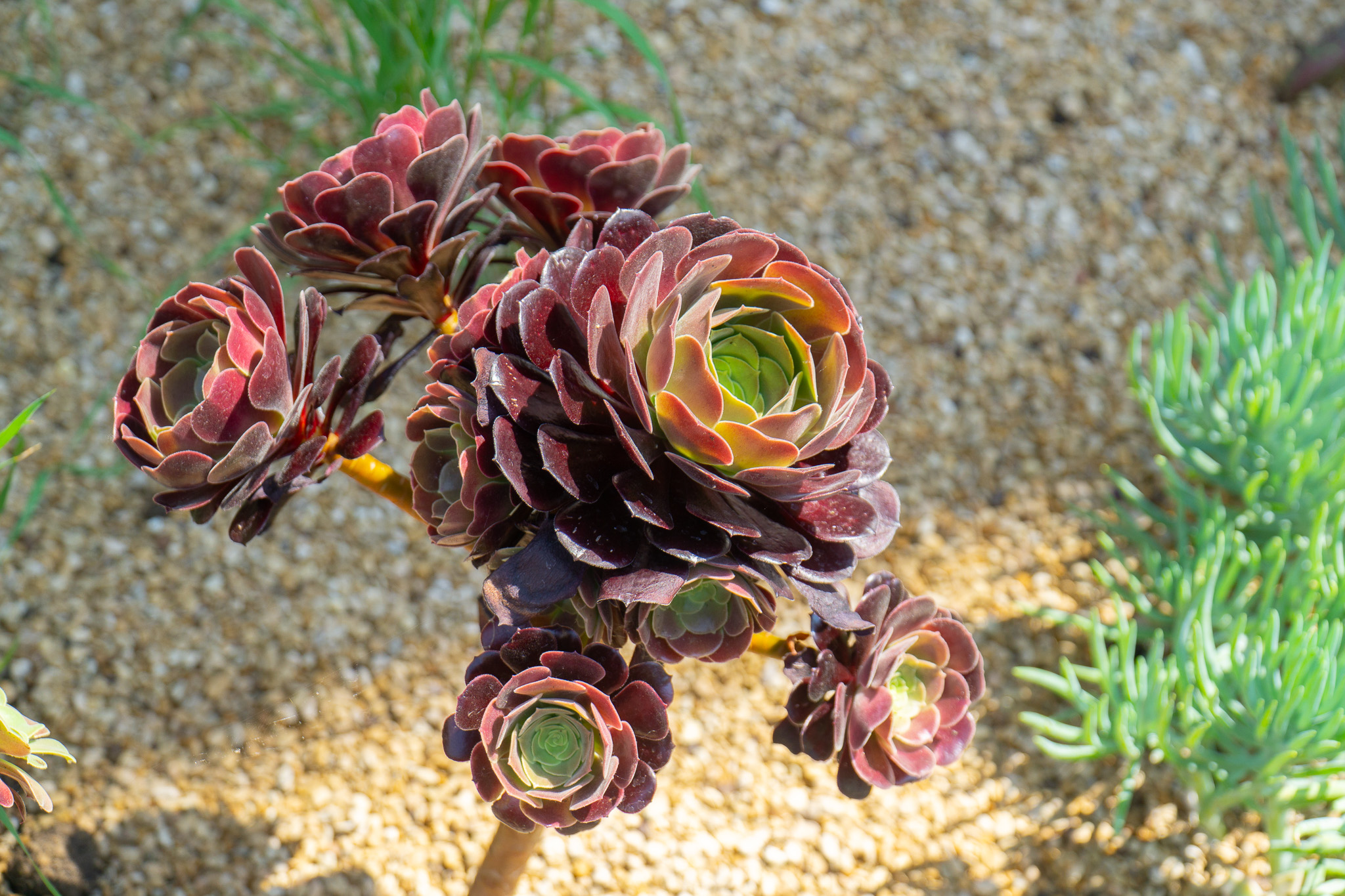 Aeonium Garden 2023 arid