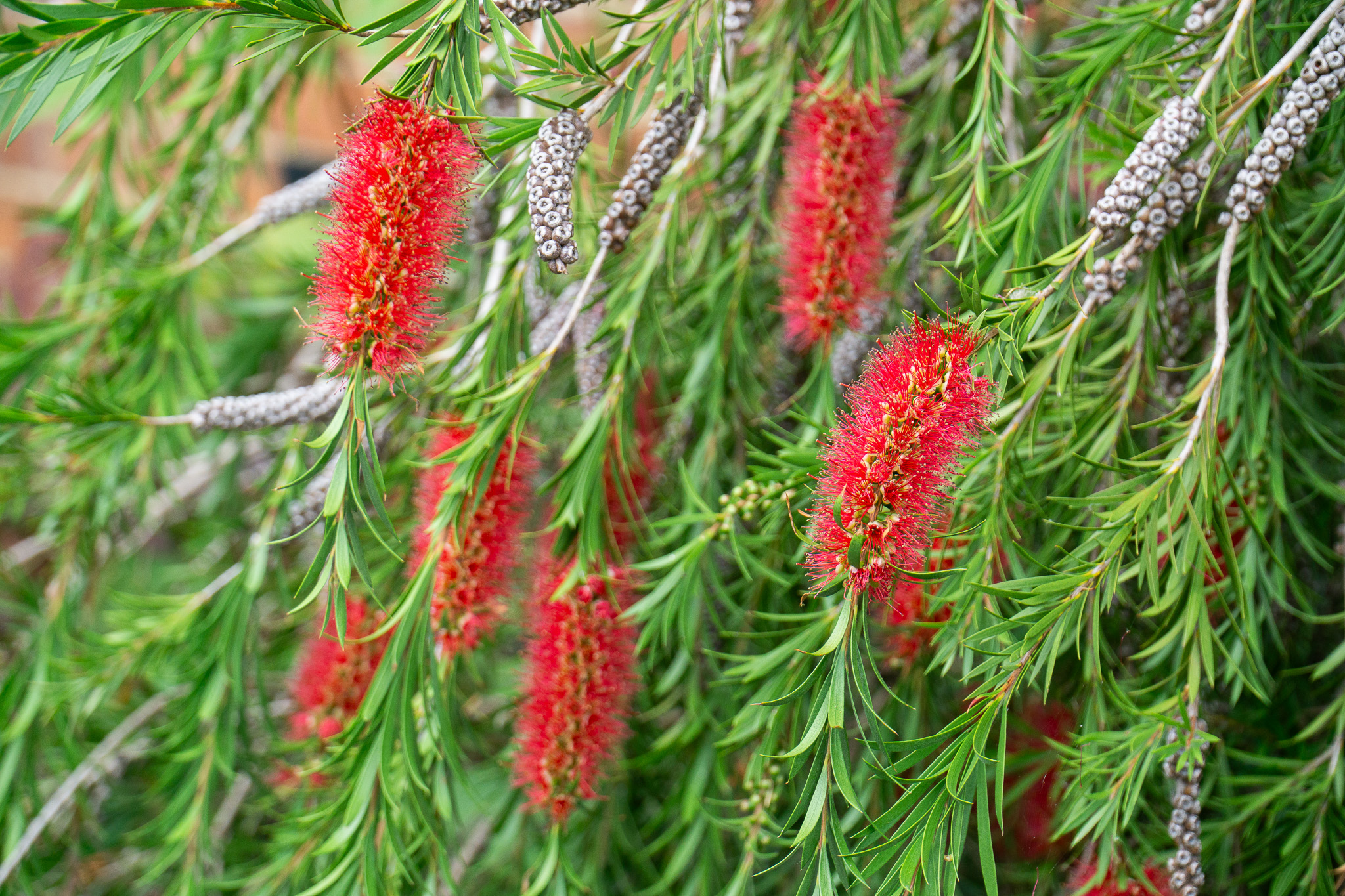 Callistemon Gardens June 2023