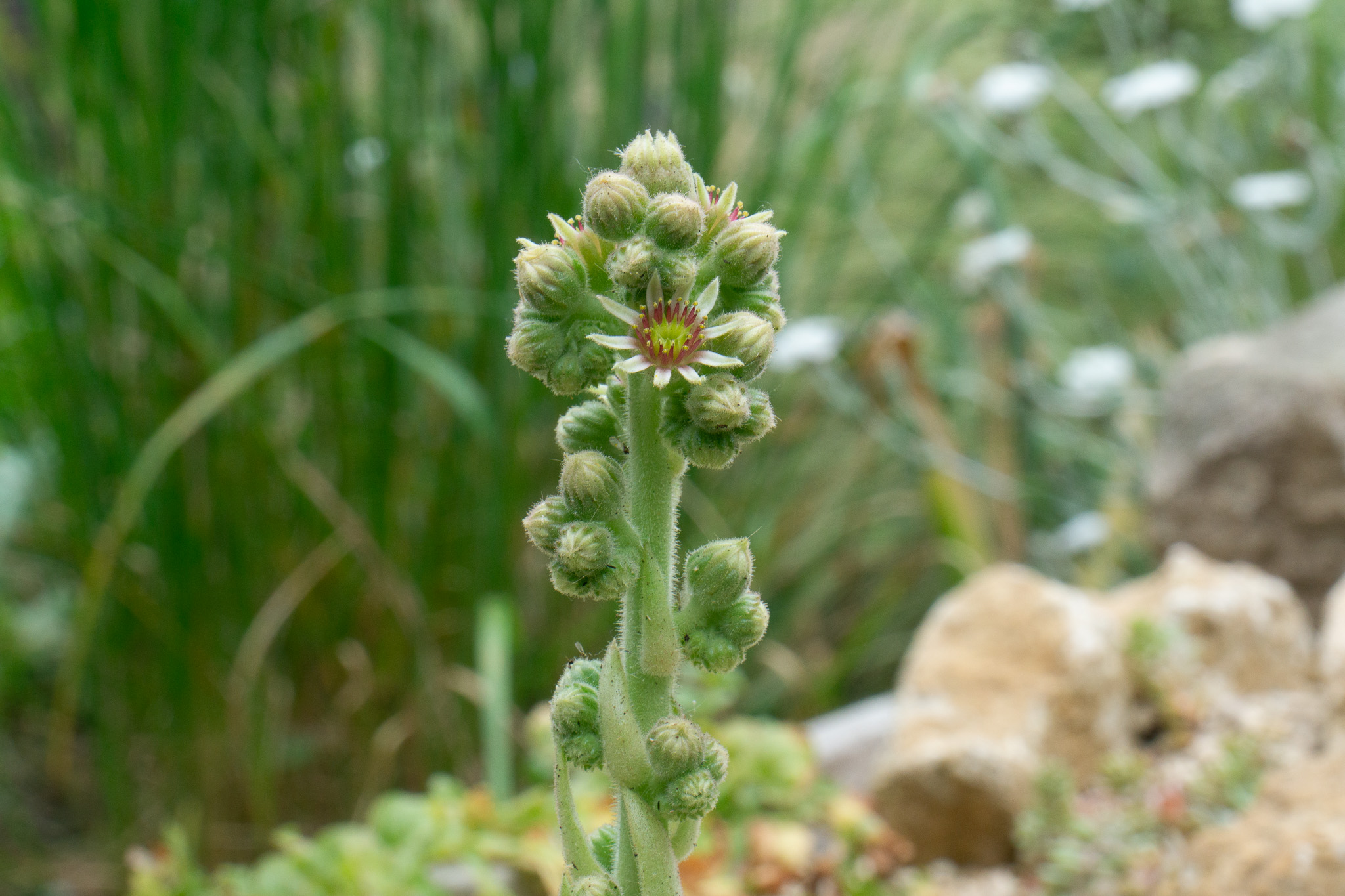 Sempervivum alpine bed garden 2023