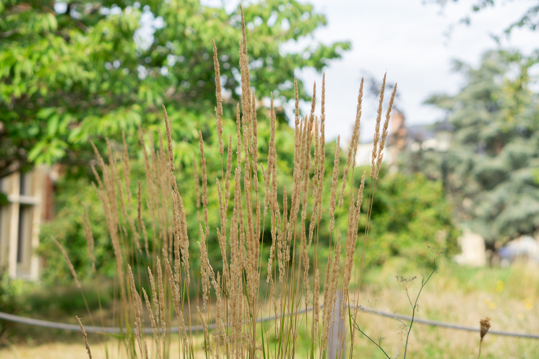 As the summer draws to a close, grasses begin to flourish
