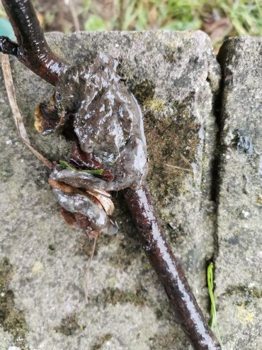 Sewage fungus on a wood stick collected in the downstream area of a river characterised by the presence of sewage discharge. Image credit: Dania Albini.