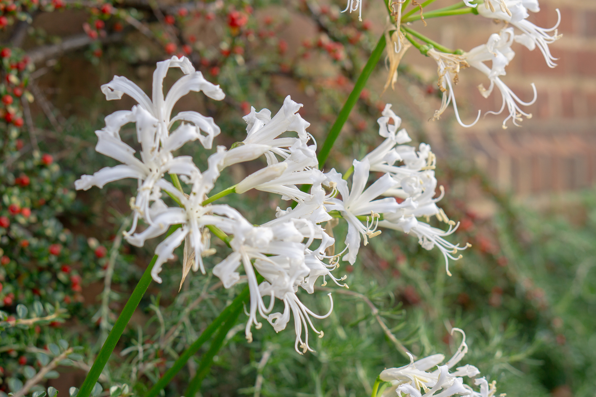 White Nerine in the Maitland Border