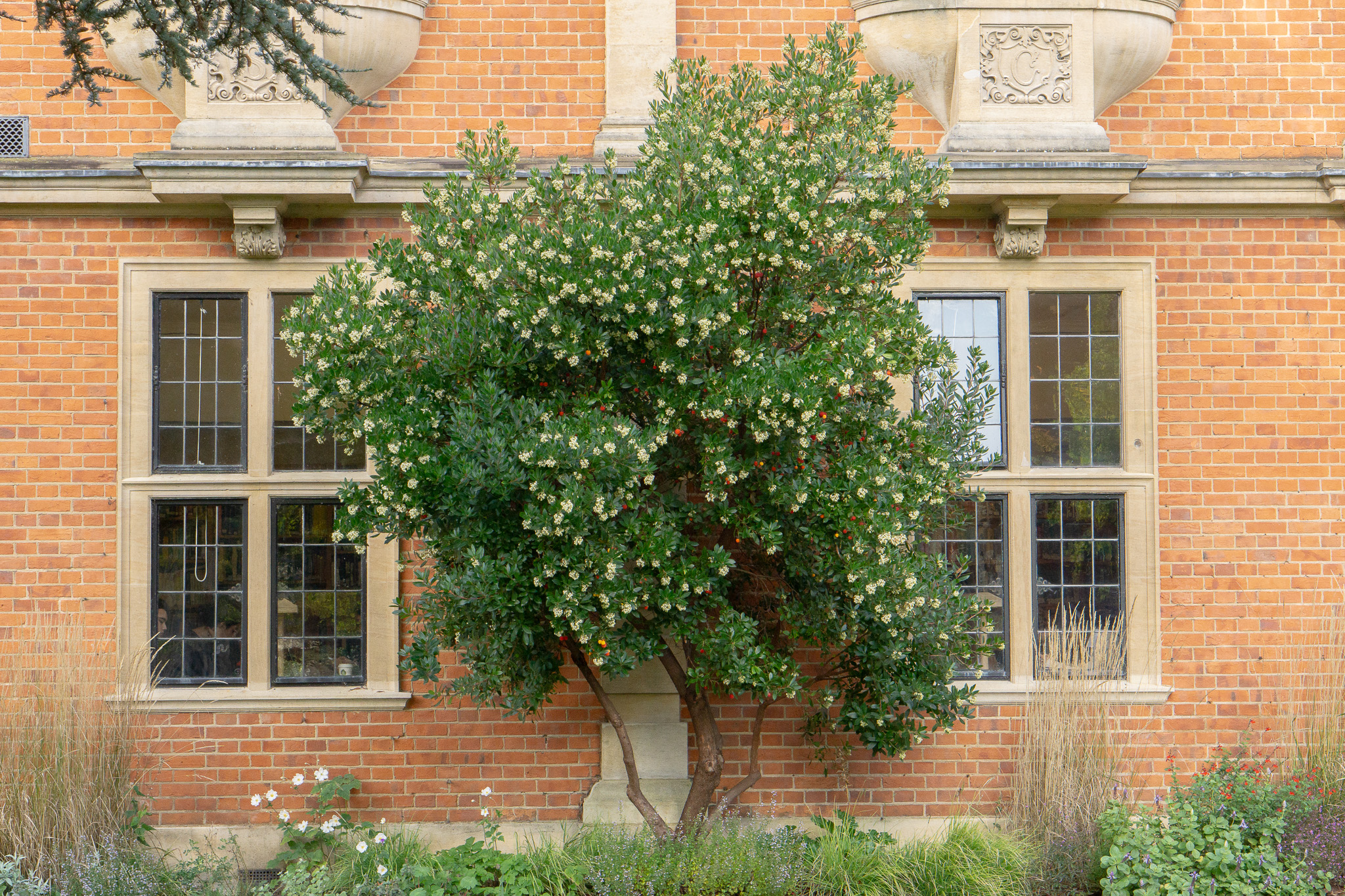 Our Strawberry Trees (Arbutus Unedo) are currently flowering