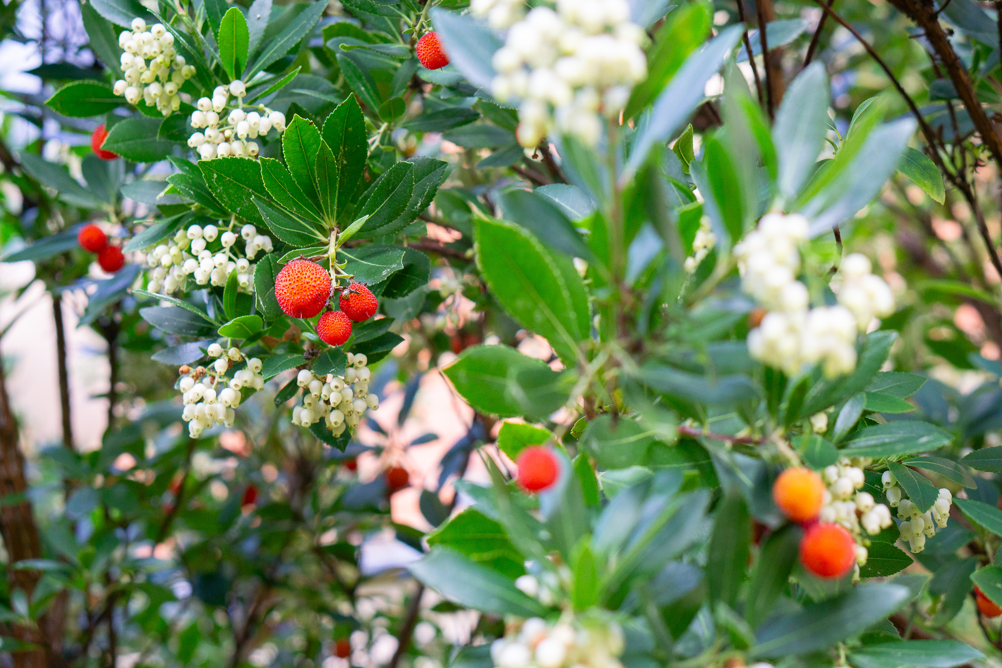 The Strawberry Tree gets its name from its distinctive red fruits, which somewhat resemble the berry. Despite their delicious, slightly peach and damson-like flavour, their many tiny seeds make eating the raw fruit an overall unpleasant experience, reflected in the tree's latin moniker which translates roughly as 'the tree I eat only once'.