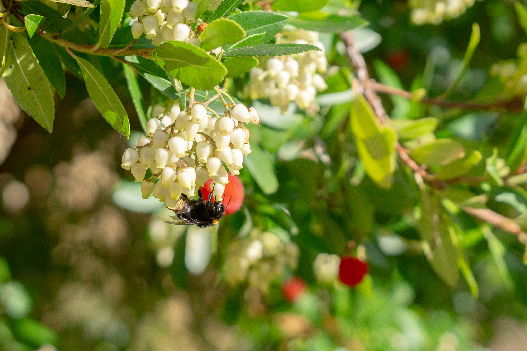 The Strawberry trees were a hit with the final few bees of the year