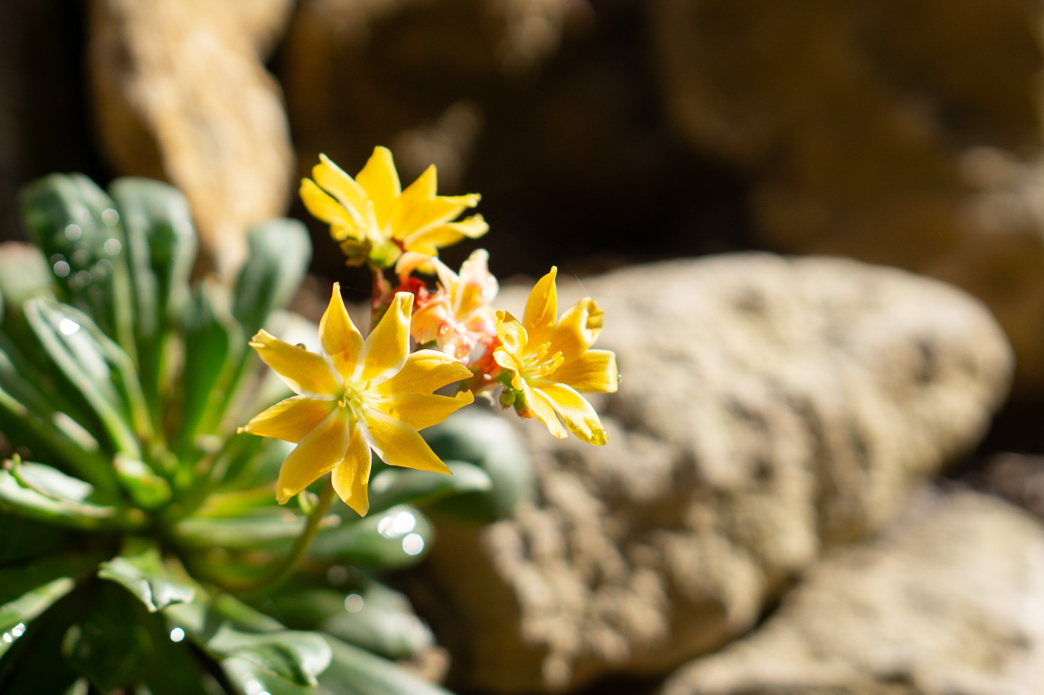 Lewisia in the gardens' new alpine bed