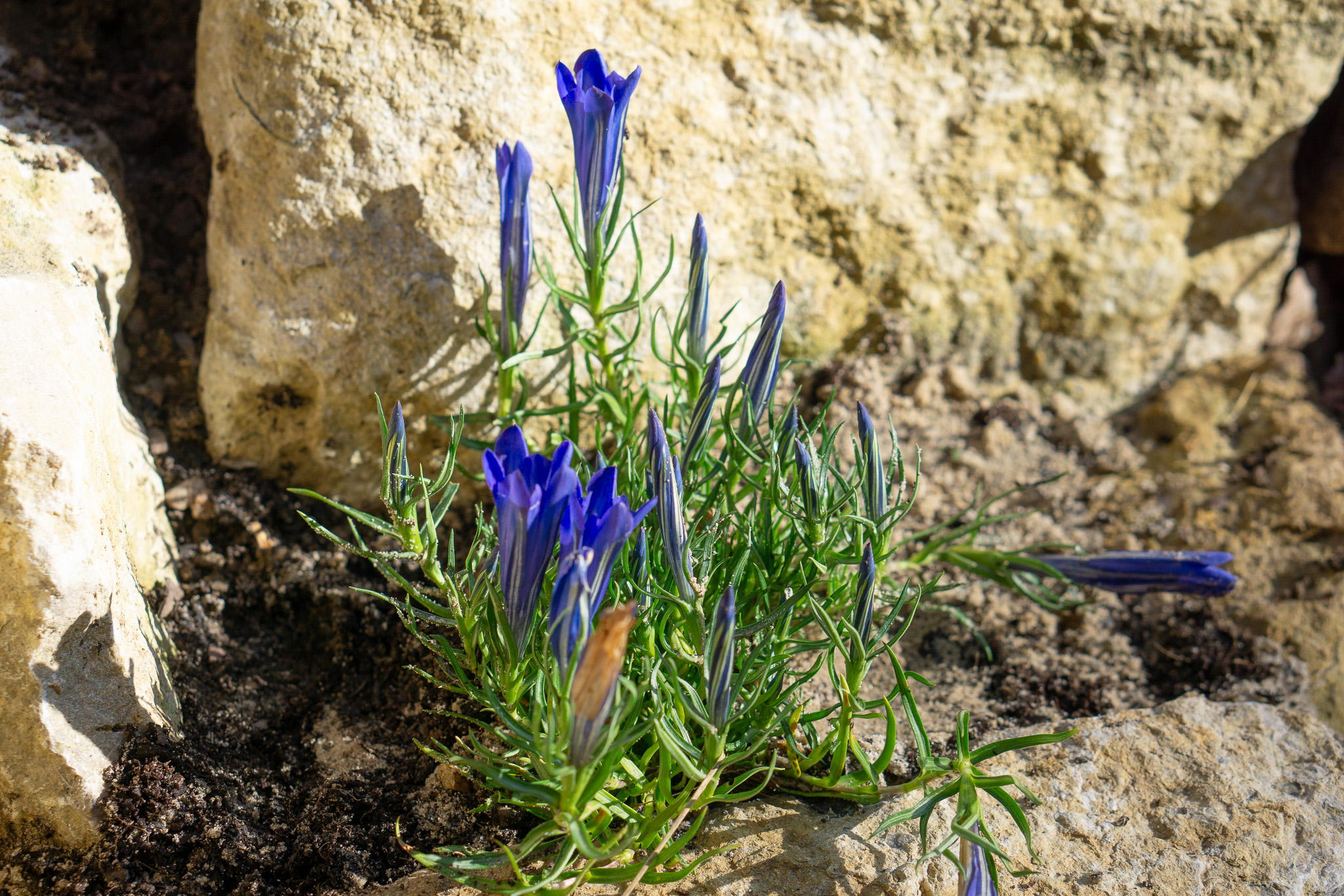 Gentian in the gardens' new alpine bed