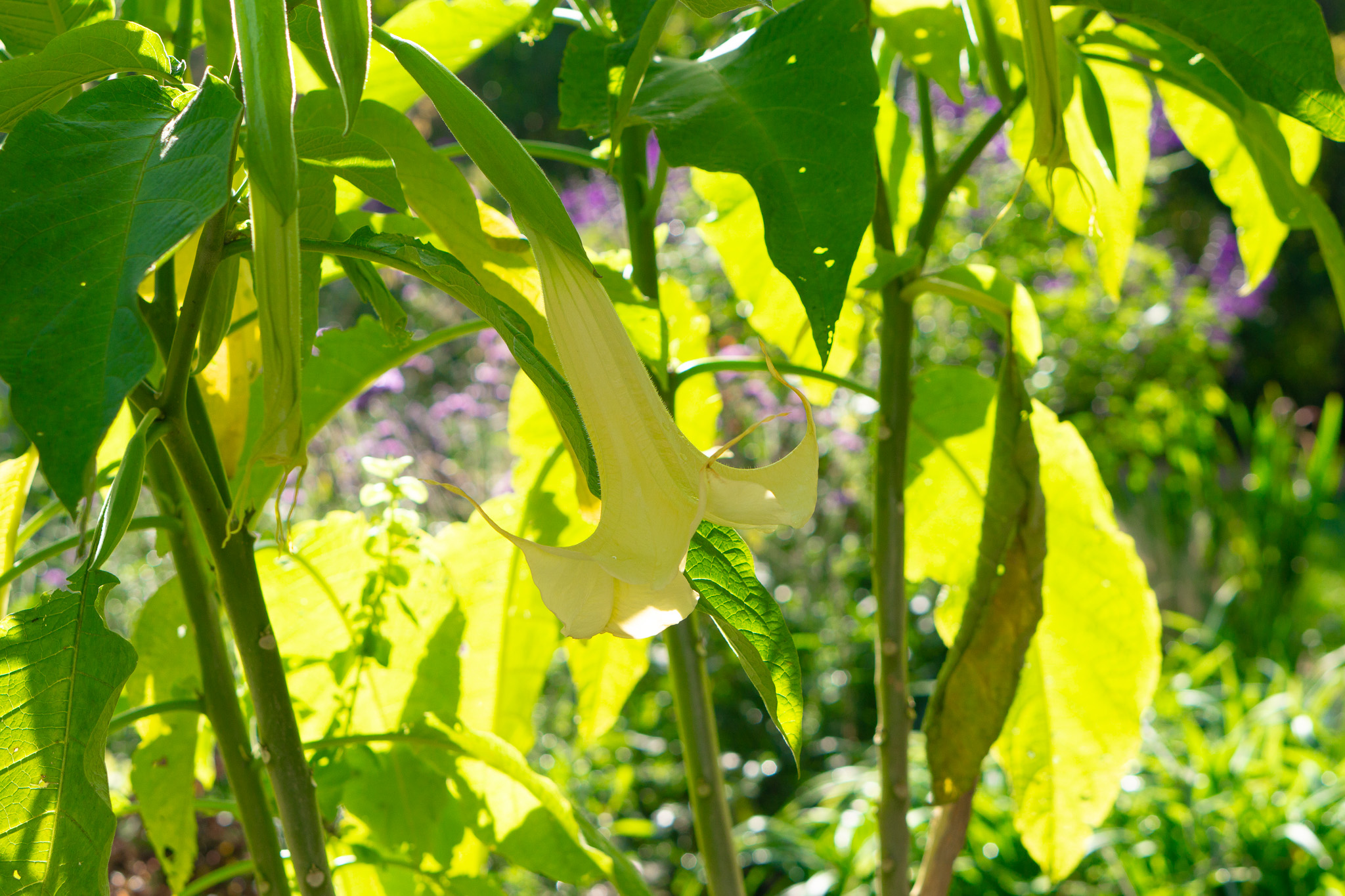 Brugmansia (Angel's Trumpets)