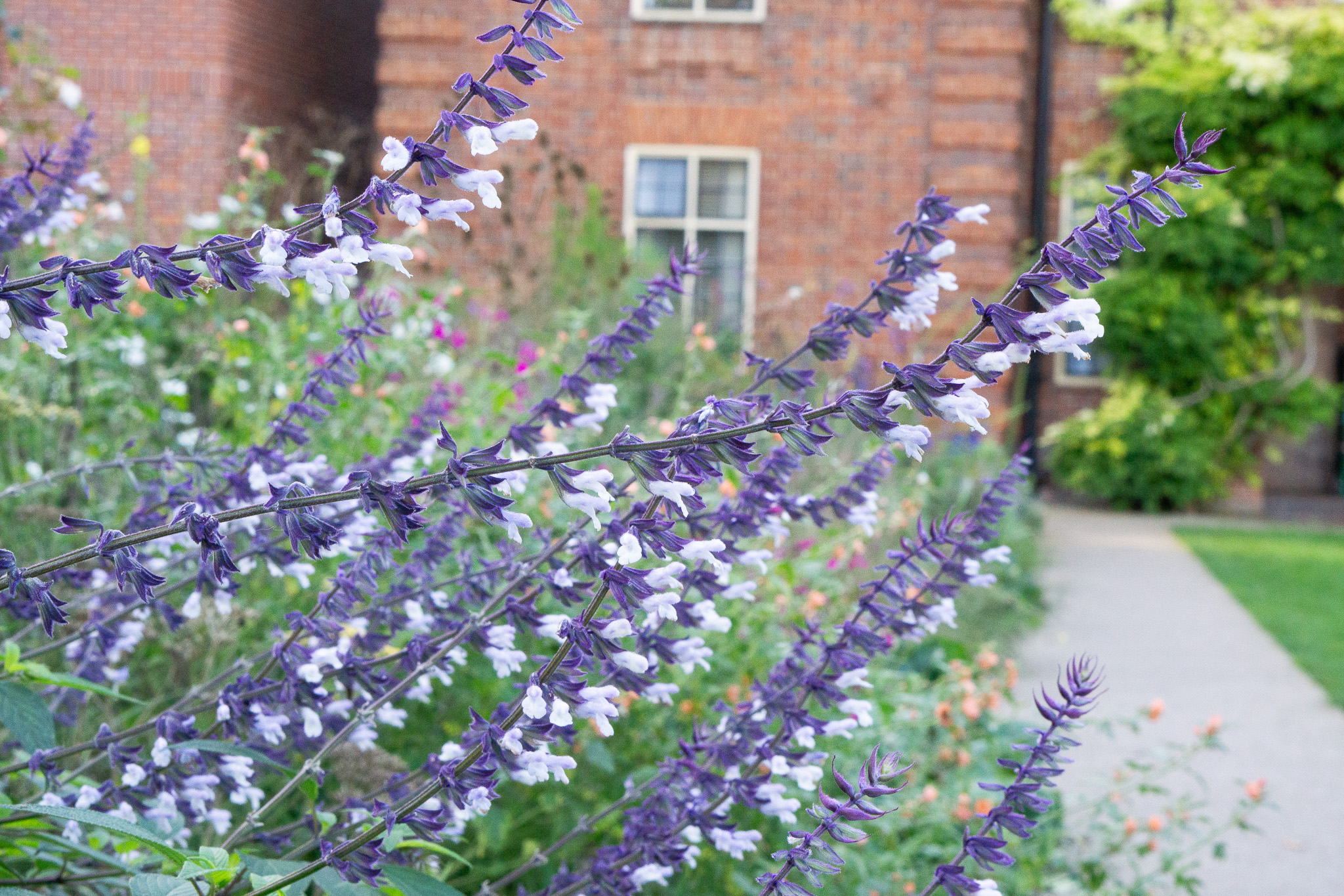 Salvia Phyllis Fancy in the Fellows' Garden