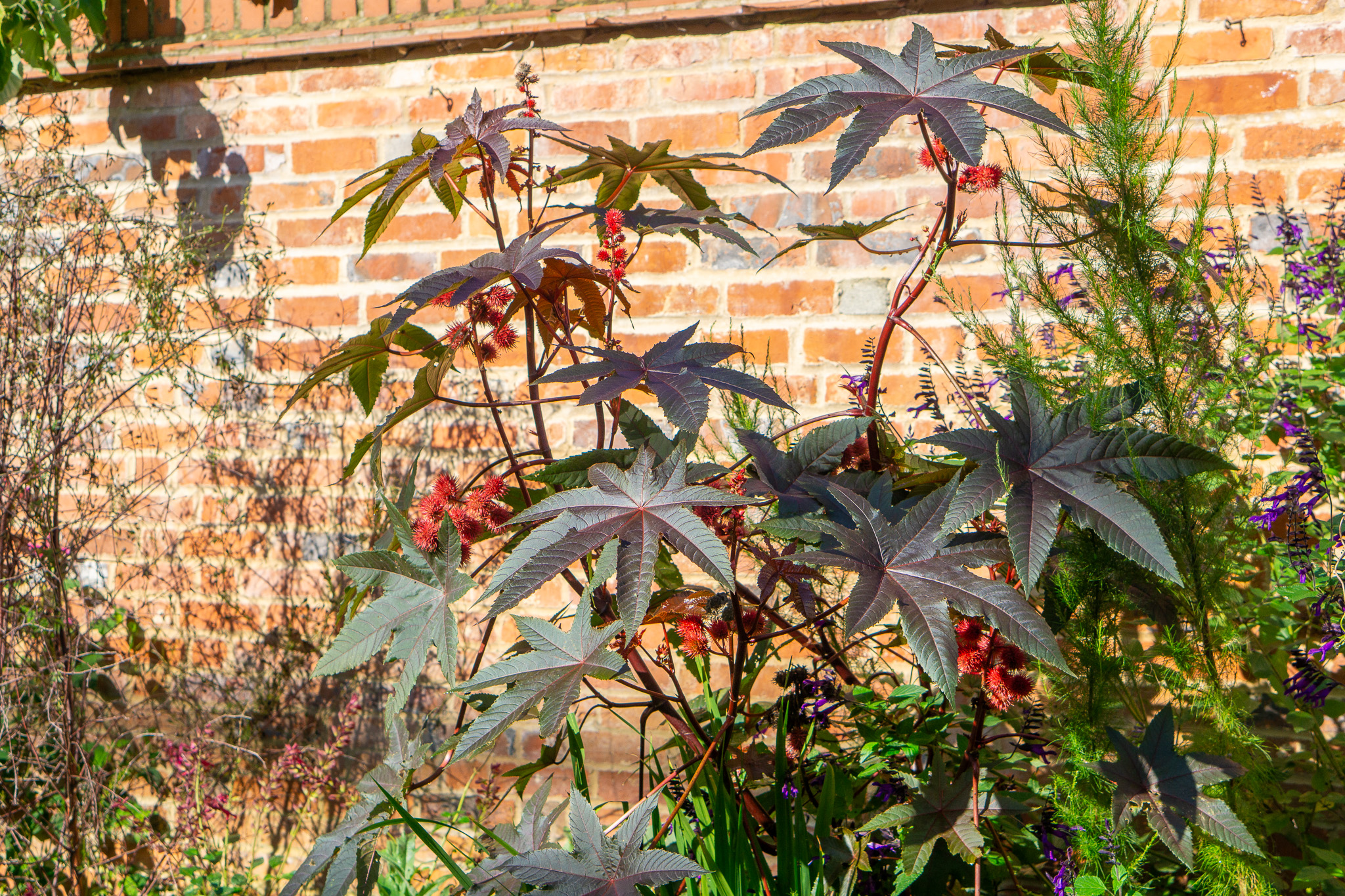 Our Castor-oil plants (ricinus) remain in fine fettle