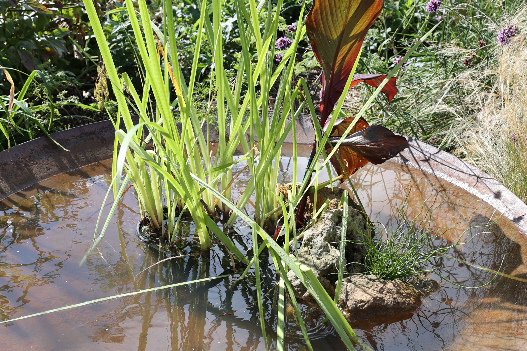 The planting in the pool