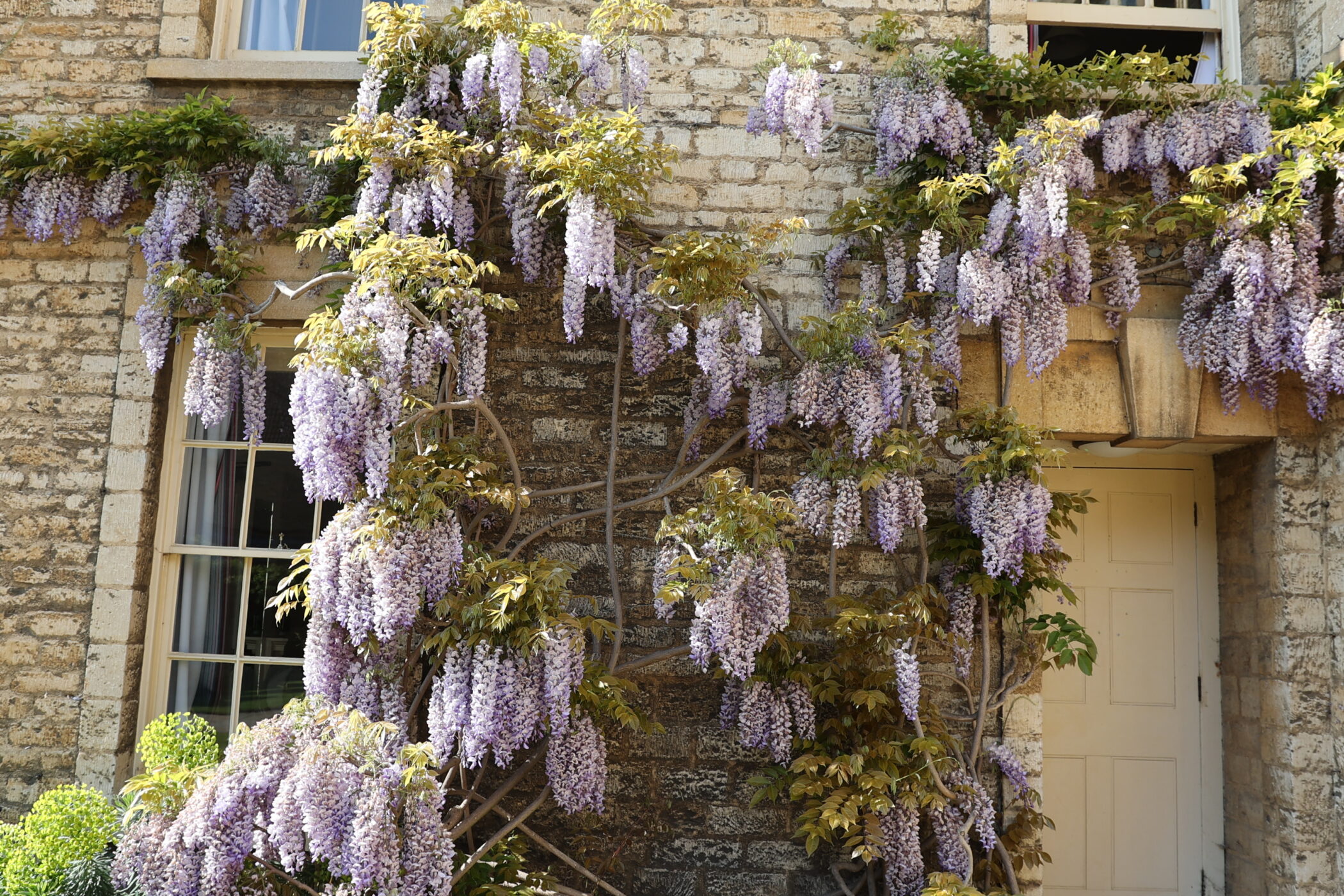 Wisteria in Darbishire Quad