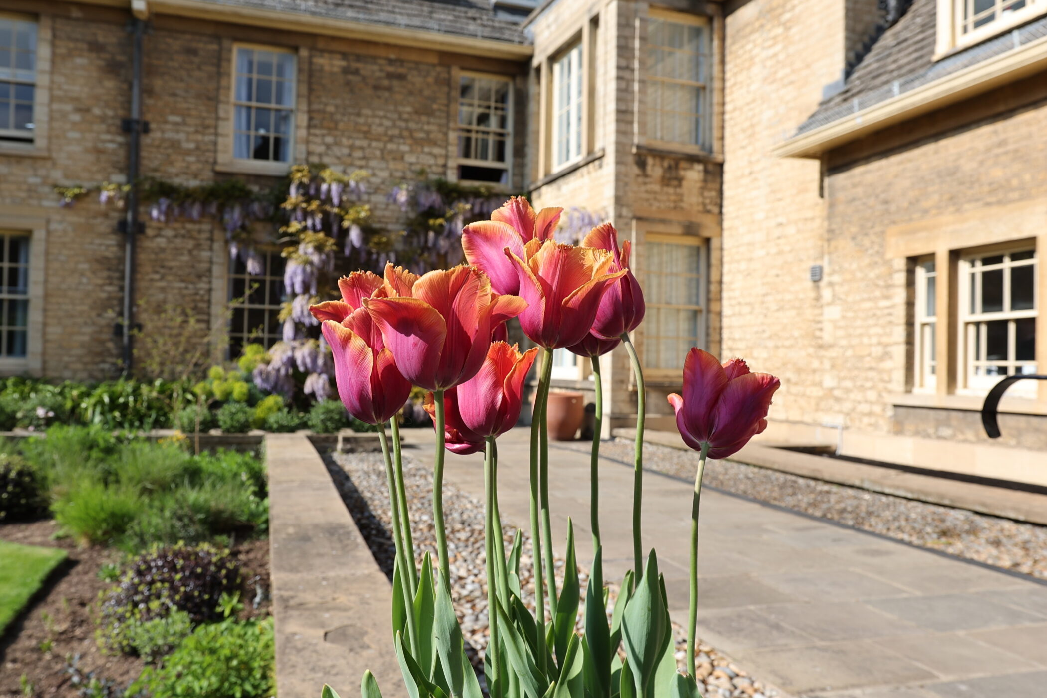 Tulips in Darbishire Quad