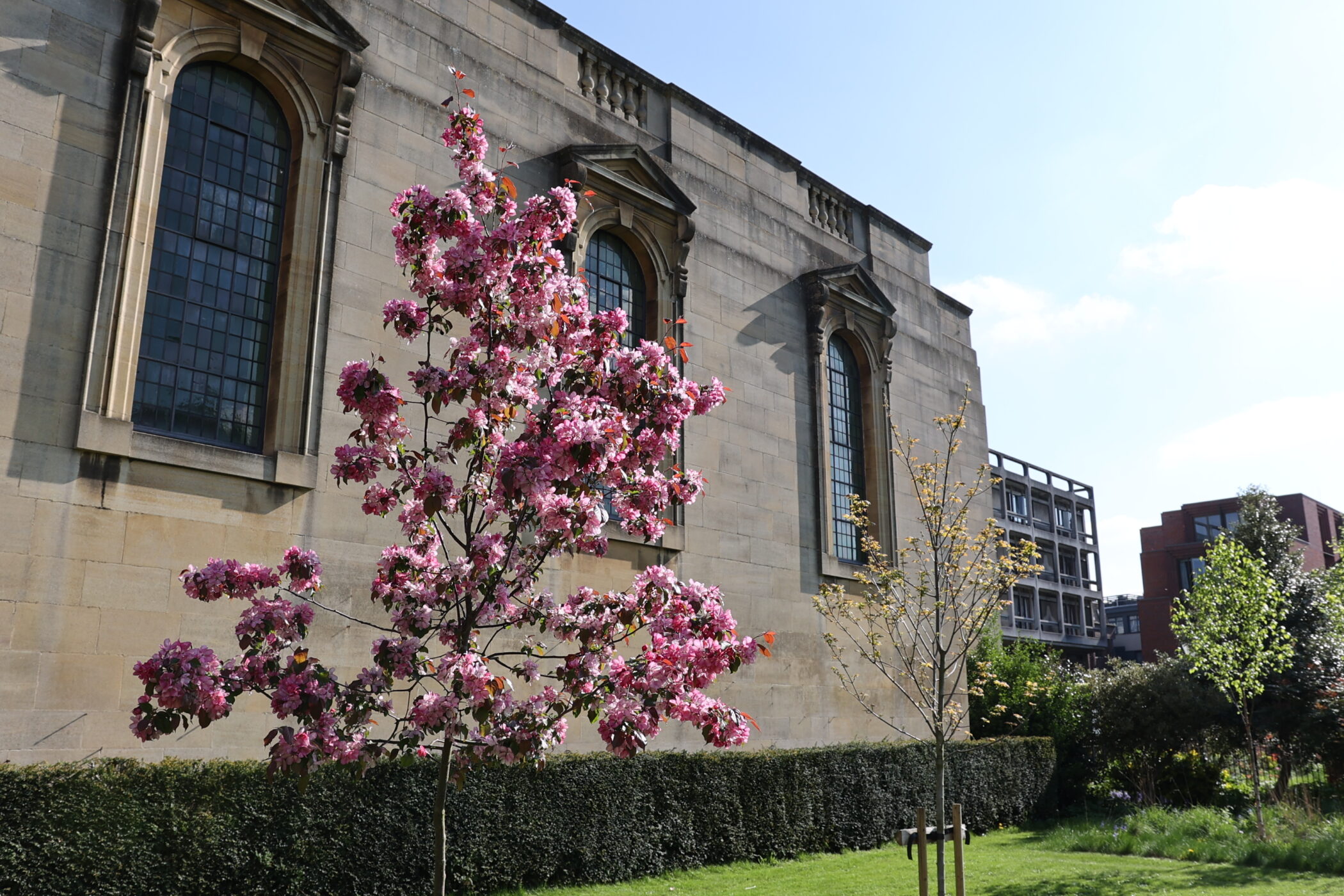 Blossom outside Chapel