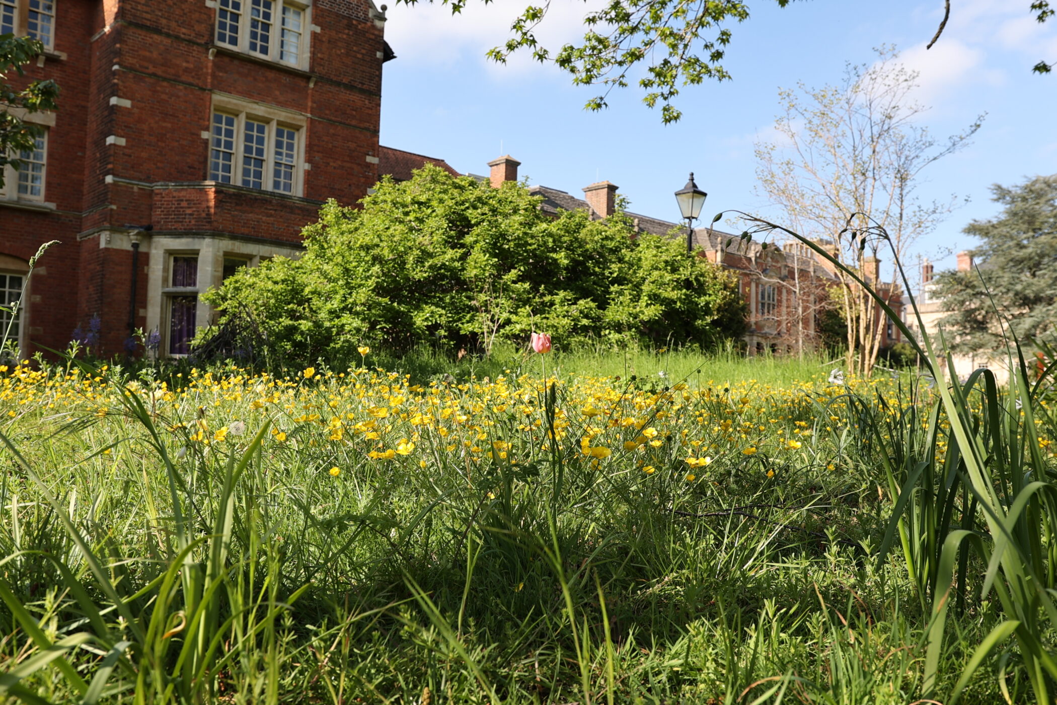 Buttercups in the wildflower meadow