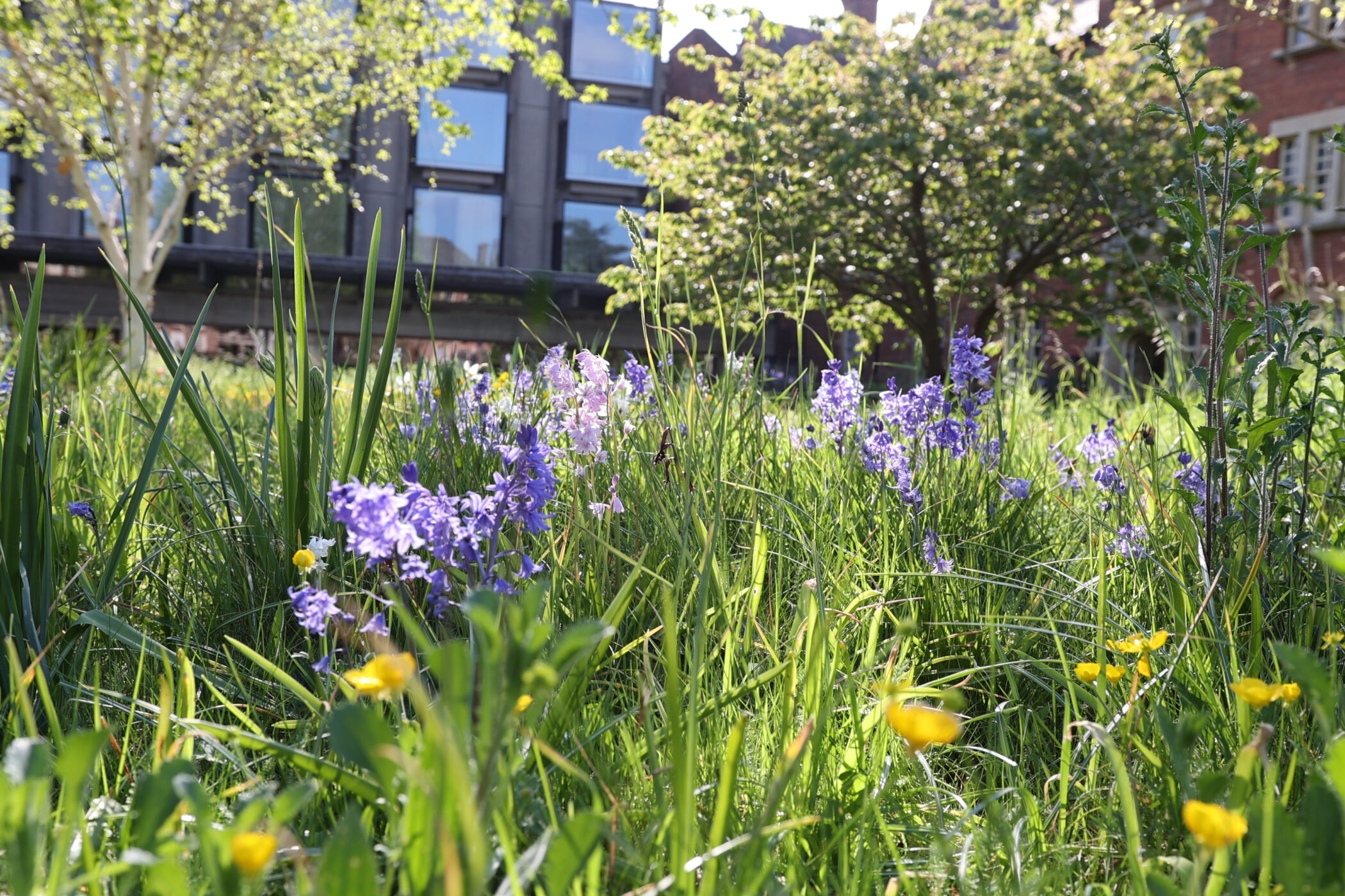 Bluebells