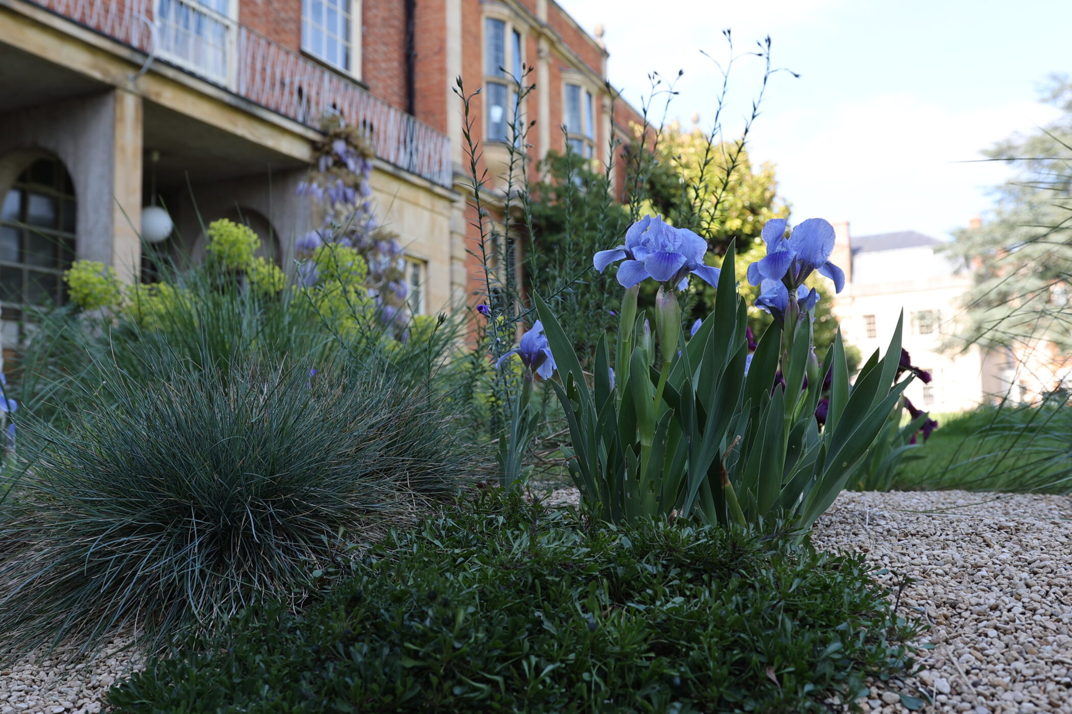 Irises flowering in the Alpine beds