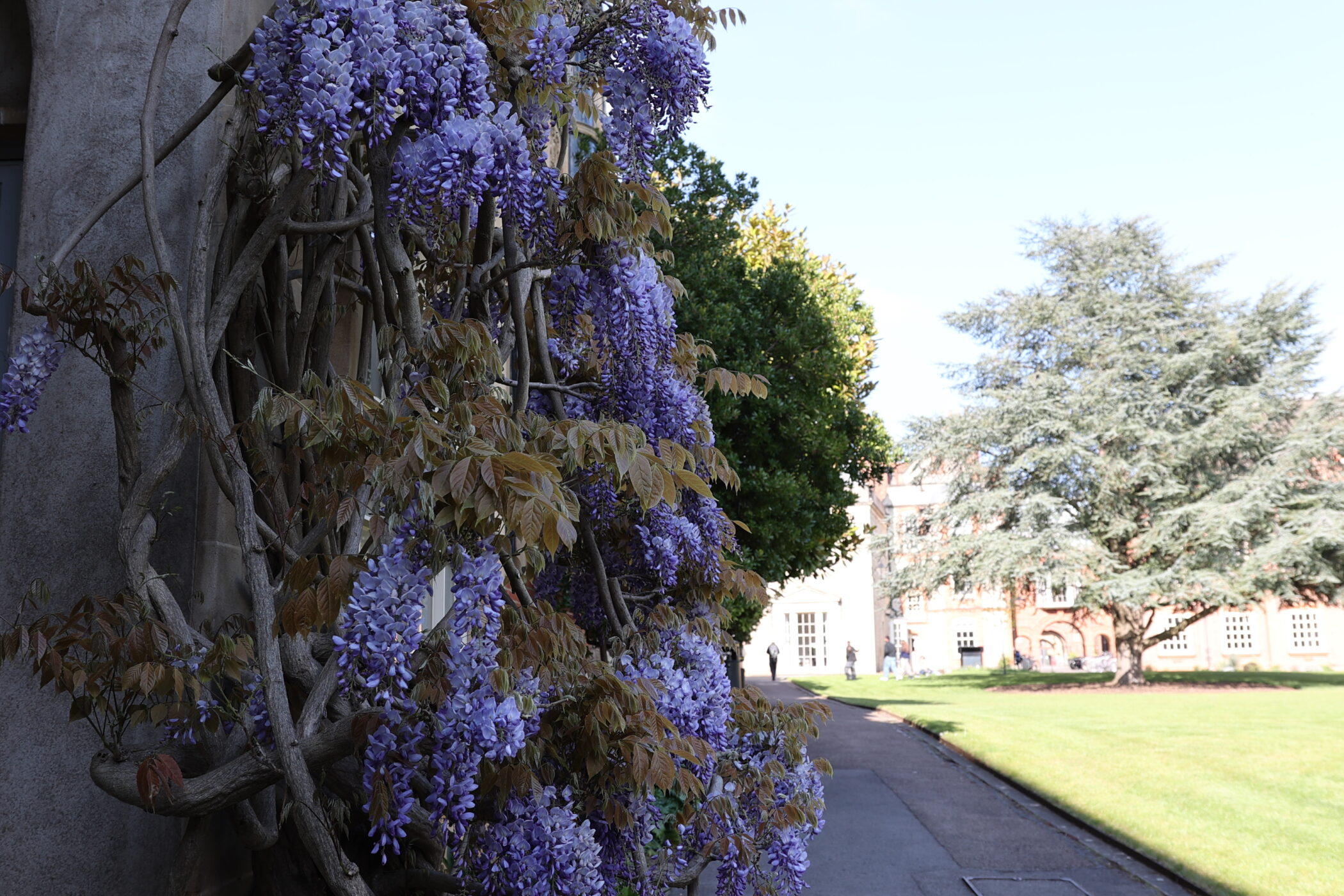 Wisteria outside the library