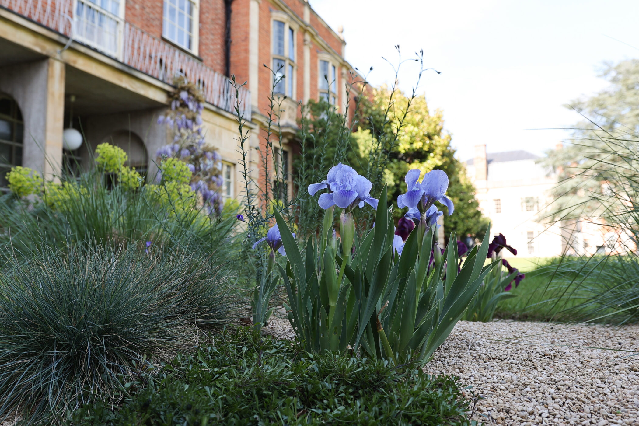 Iris x germanica Austrian Sky (dwarf variety)