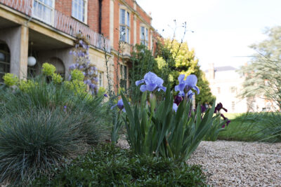 Iris x germanica Austrian Sky (dwarf variety)