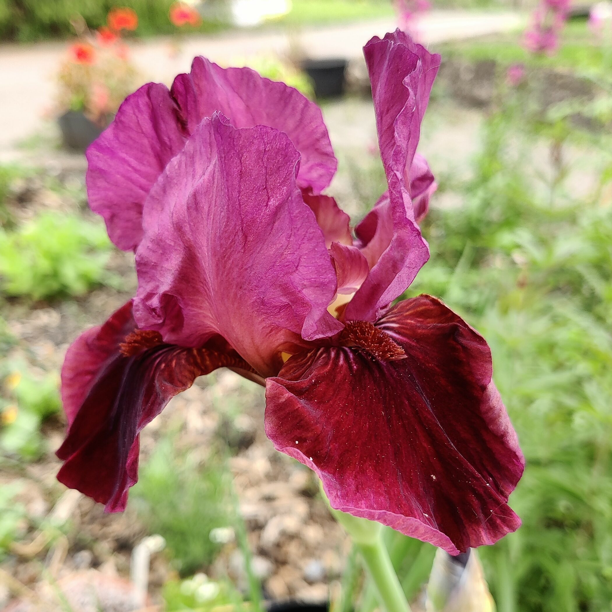 Iris x germanica Sultan’s Palace